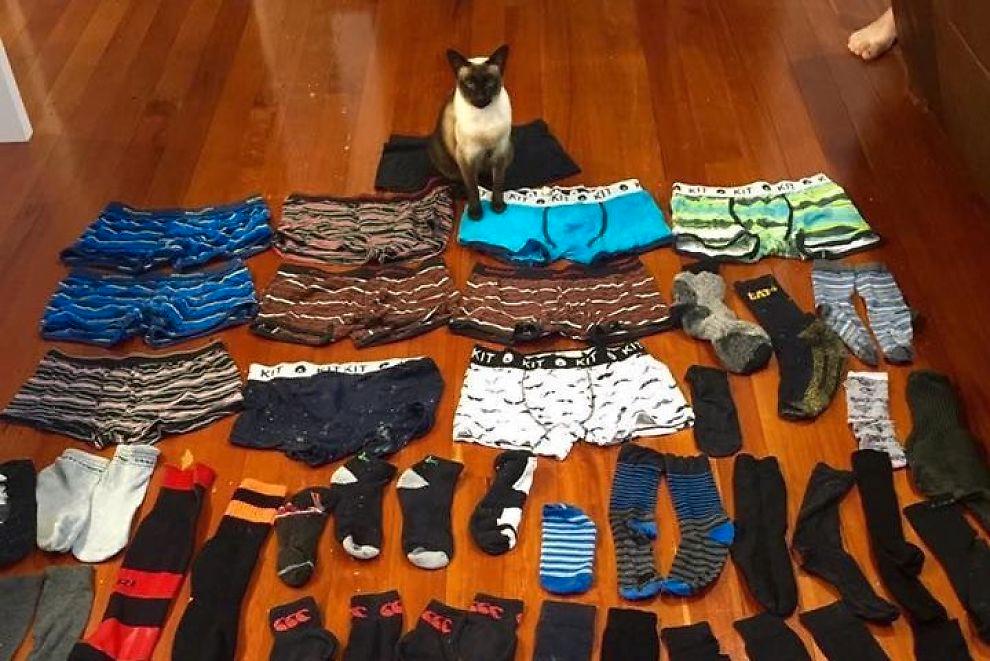 Katten Brigit med sin samling av kalsonger och strumpor