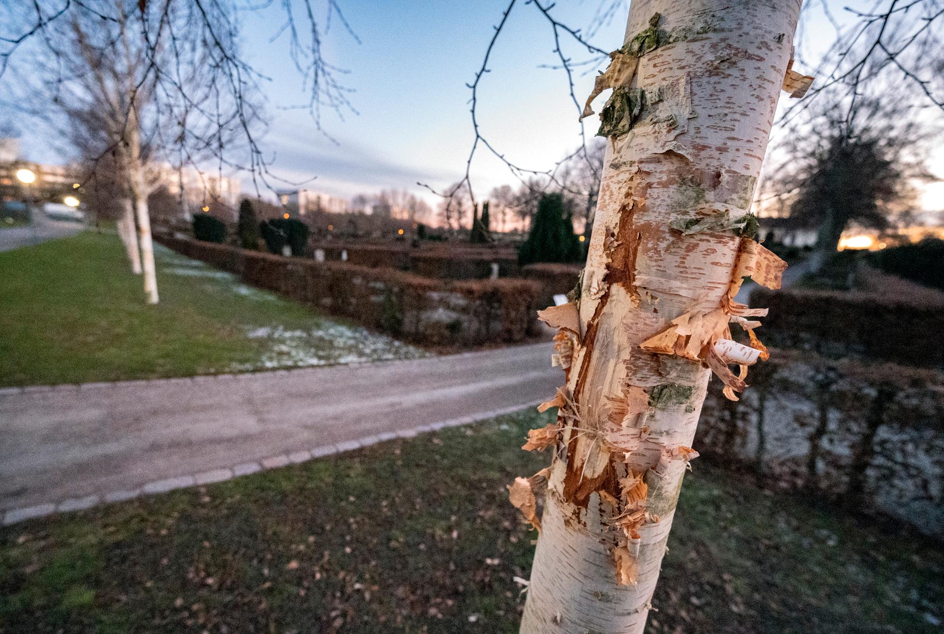 Skador på en björk på Västra Skrävlinge kyrkogård i Malmö.