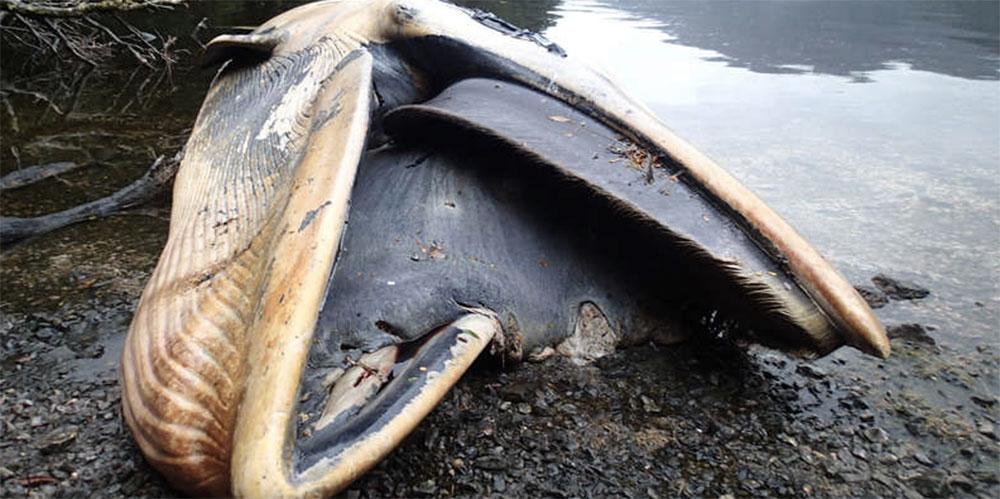 En av de döda sejvalar som hittades vid Chiles södra kust tidigare i år. Bilden och rapporten om de 337 döda valarna släpps i ett kommande nummer av National Geographic.