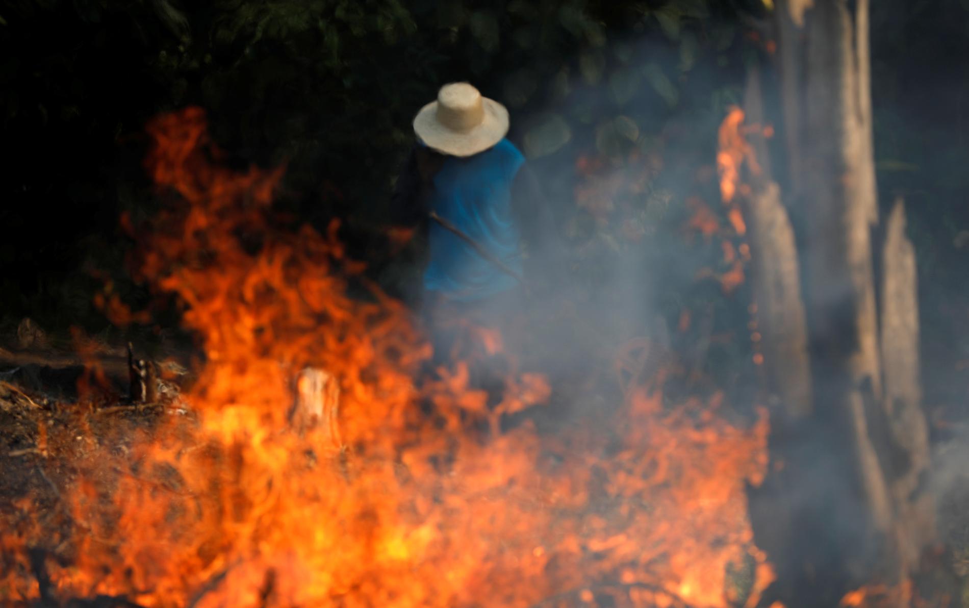 En man försöker släcka branden i Amazonas djungel.