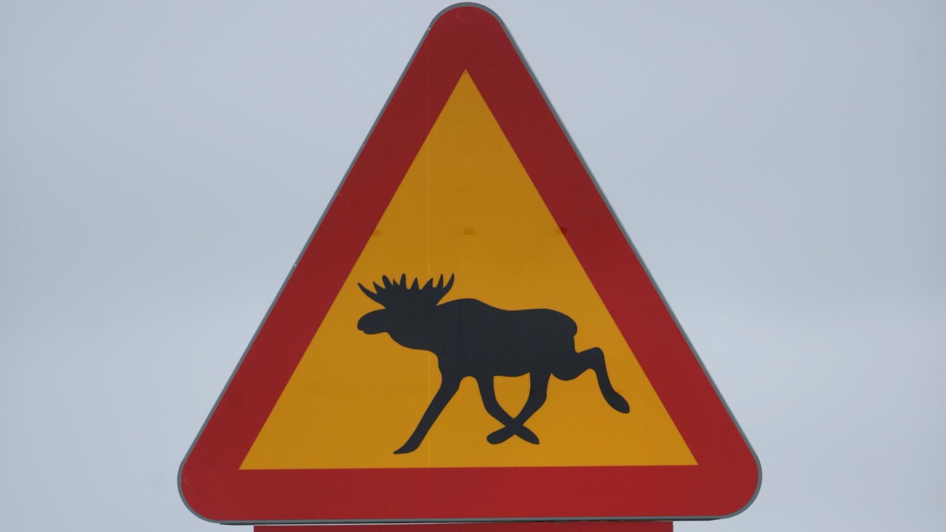 Flera viltolyckor inträffade i Jämtlands län på fredagskvällen. Arkivbild.
