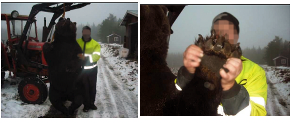 Bilder på en död björn som polisen hittade vid tömning av en telefon tillhörande en av de misstänkta.