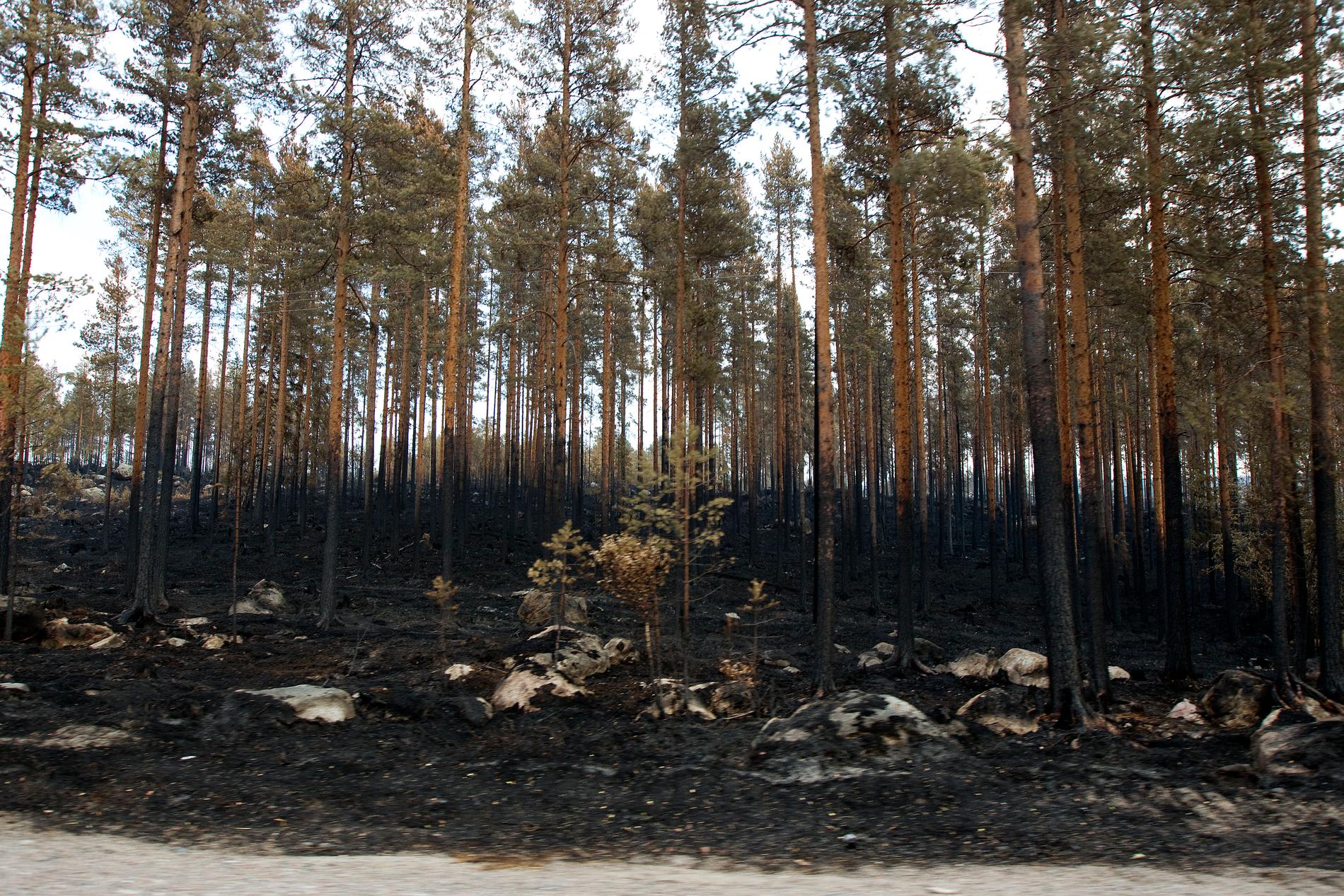 Brandskadad skog längs med vägen mellan Kårböle och Lassekrog i Gävleborgs län efter skogsbranden 2018. Sannolikheten för extremväder med torka och skogsbränder ökar med en stigande temperatur. Arkivbild.