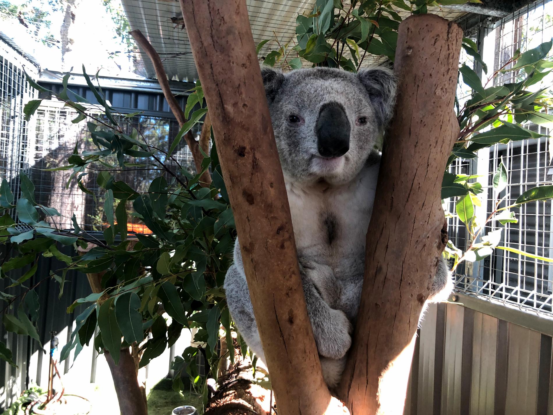Koalan George vårdas på koalasjukhuset i Port Macquarie på Australiens östkust. Han kom dit i slutet av juni och har konjunktivit på båda ögonen som har orsakats av klamydia.