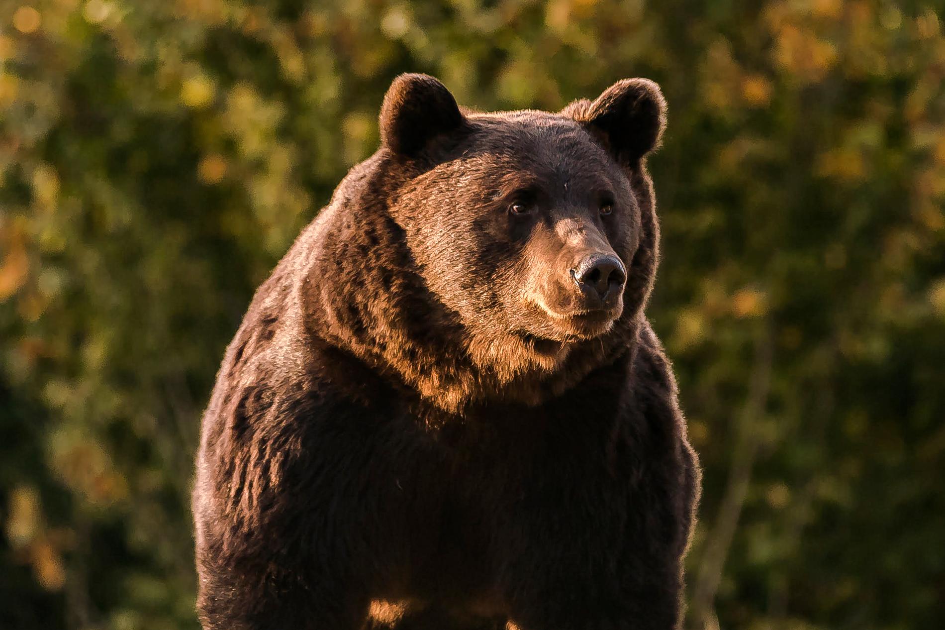Den stora brunbjörnen Arthur fotograferad 2019 i Rumänien.