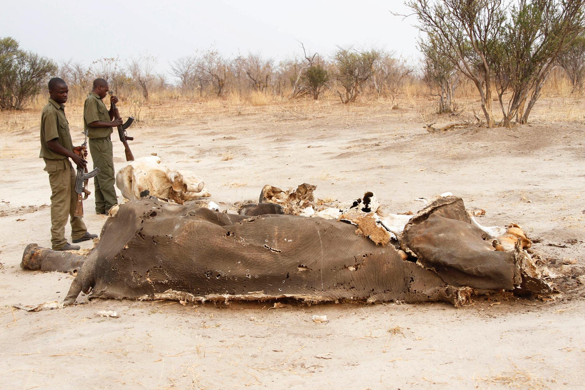 Resterna av en elefant som dödats av tjuvjägare i ett naturreservat i Zimbabwe. Arkivbild.