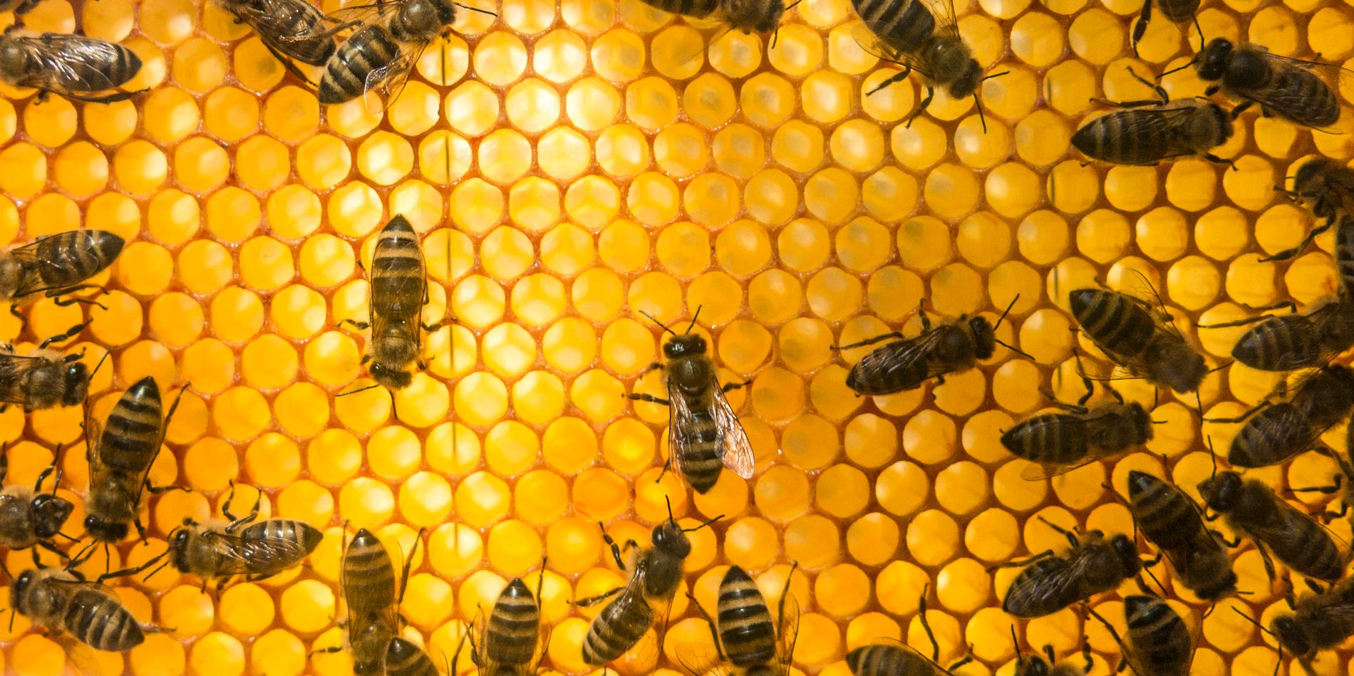 25000 bin har flyttat in i en bikupa på kommunhusets tak 