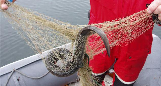 Ålen är rödlistad och under ett akut hot om utrotning, enligt experter