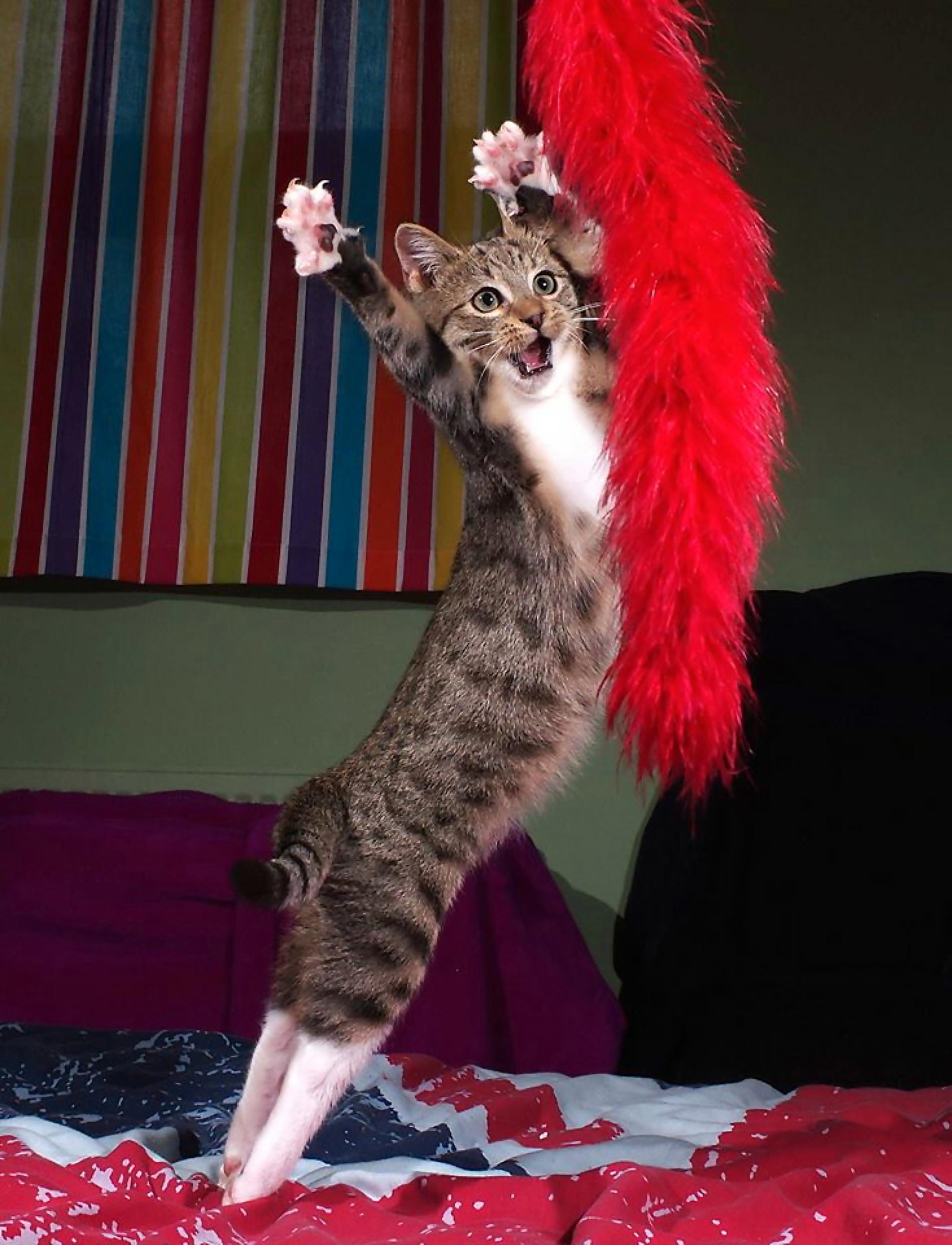 ”The Dancing Cat”
