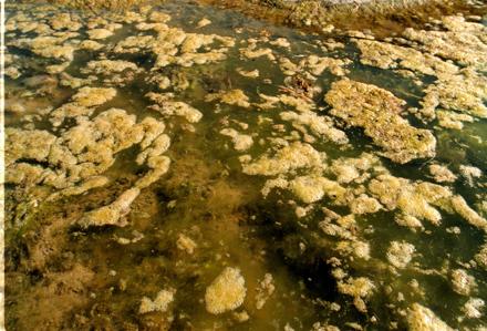 Algblomning Det varma vädret gynnar cyanobakteriernas tillväxt och värmen kommer att hålla i sig några dagar. Detta i kombination med svaga vindar kan göra att det bildas ytansamlingar av alger.
