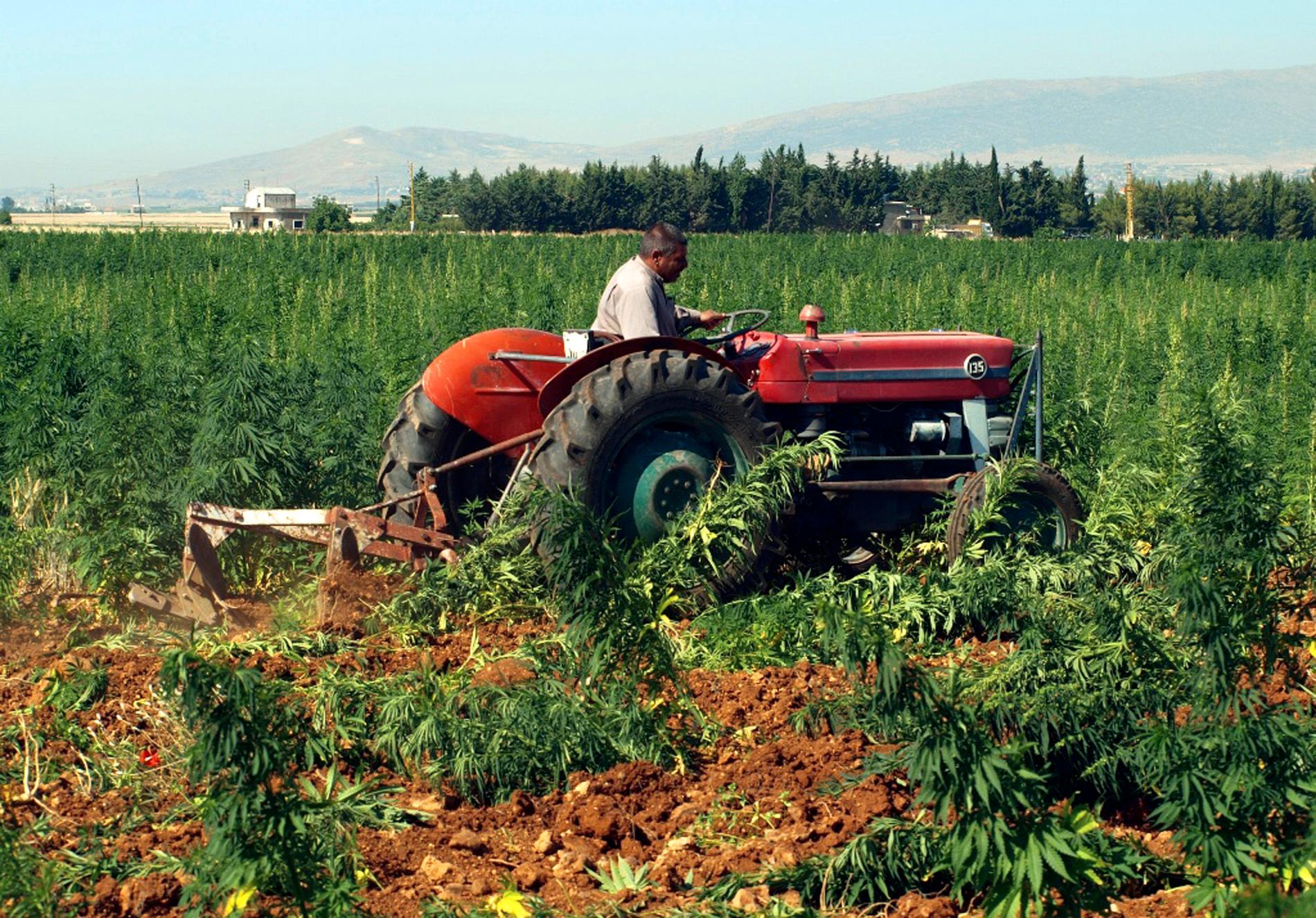 En traktor kör fram över en cannabisodling i Baalbek i Libanon 2011. Det har blivit allt vanligare att jordbrukare i regionen byter potatis och bönor mot den billigare grödan cannabis.