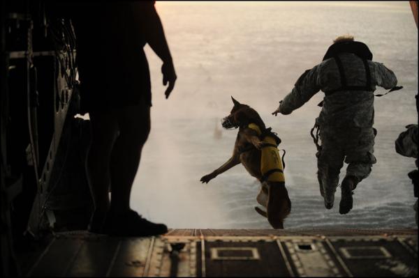 fritt fall En specialutbildad soldat och hans hund hoppar ut från en helikopter. Usa har för tillfället 450 hundar i irak och Afghanistan, men tar fram 100 nya hundar per år. Gräddan av dem väljs ut att jobba med Team Six.