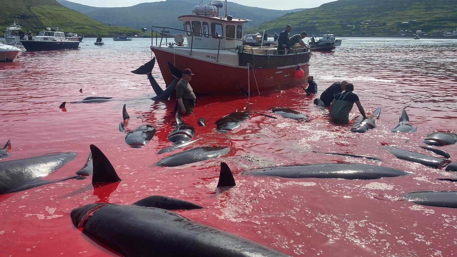 Aktivistgruppen Sea Shepherd har publicerat bilder från valjakten.