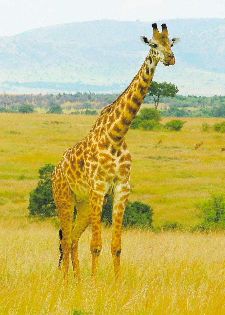 Hur lång är giraffens hals? Reseledaren Hege Aamodt kan säkert svaret.