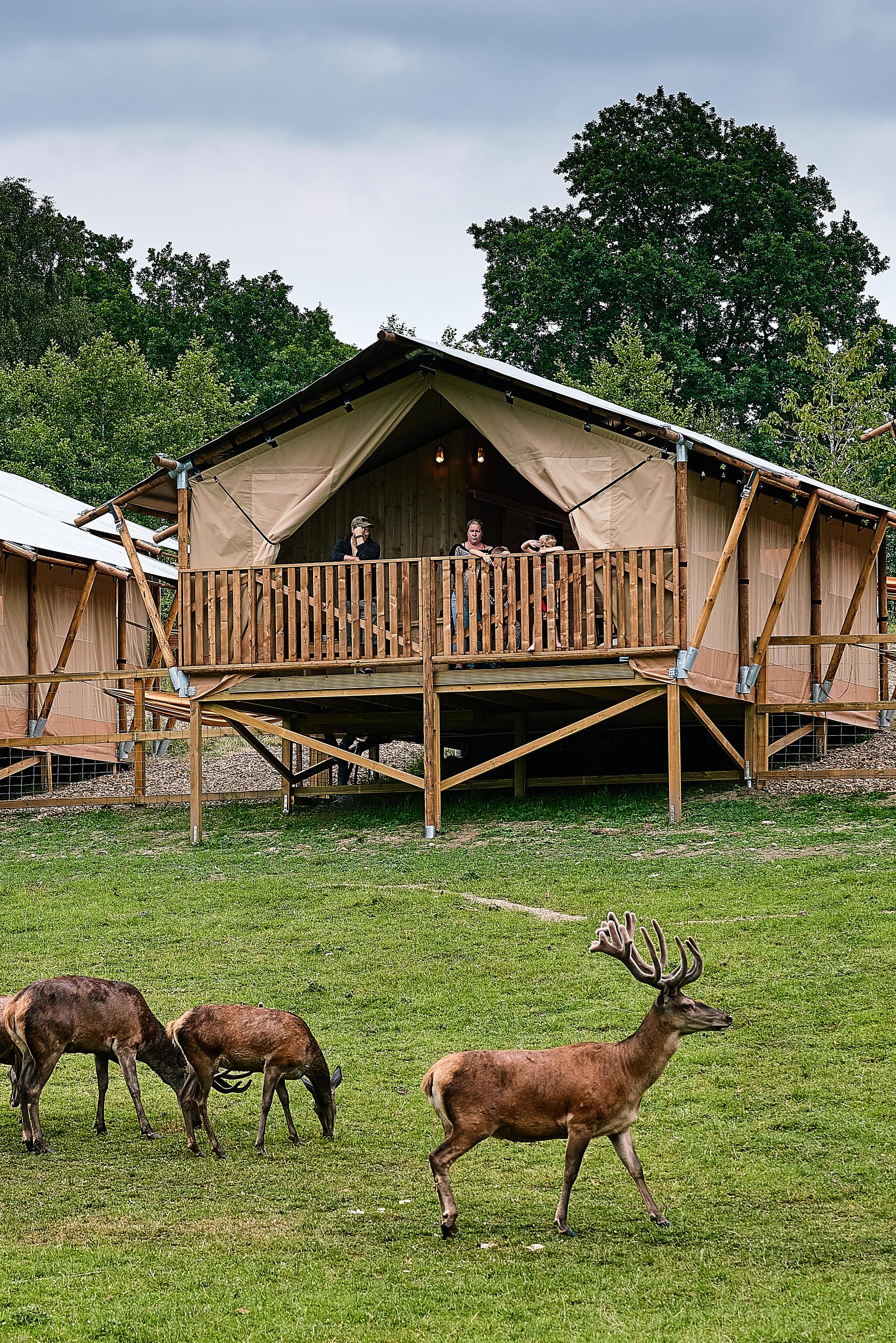 Wild Lodge – mitt i kornhjortarnas rike.