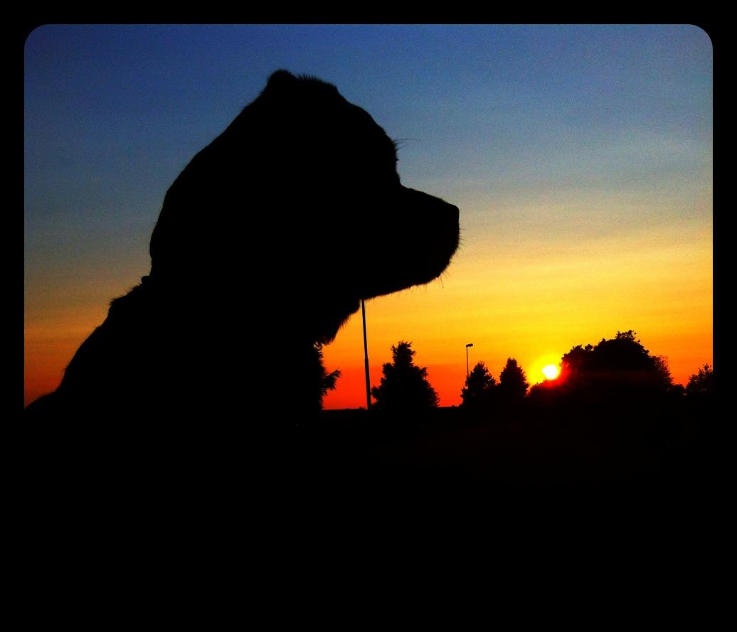 Kan hundar njuta av vackra solnedgångar?