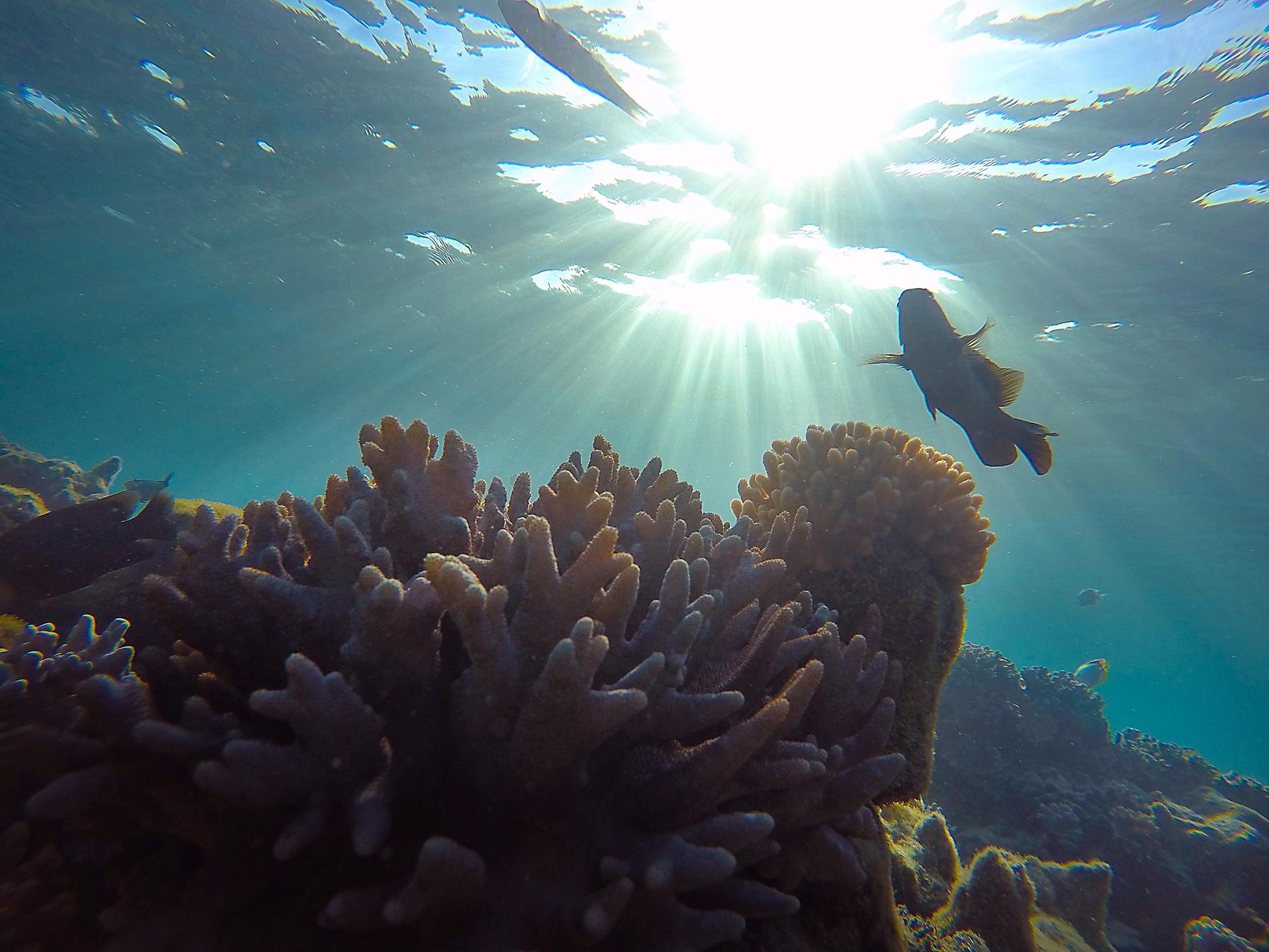 Korallrev i Fiji.