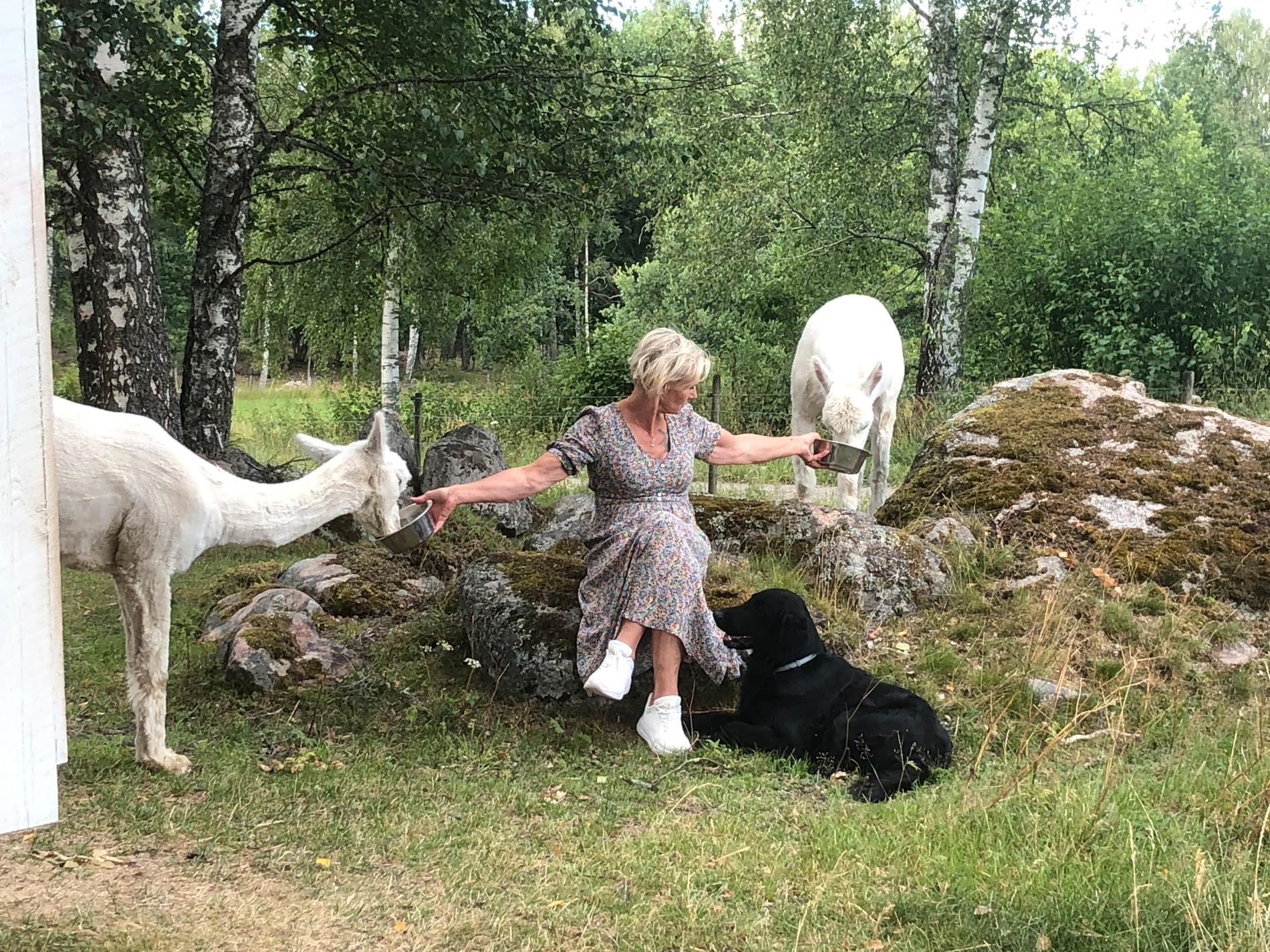 Ditte Torvaldsdotter tillsammans med sina alpackor.