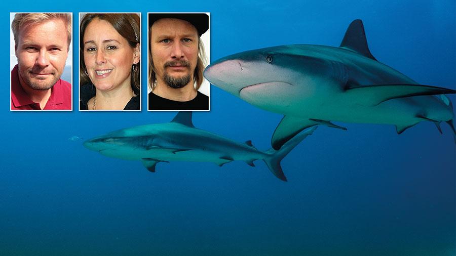 Så länge det är lagligt att sälja och servera hajfenssoppa i Sverige bidrar vi till  massutrotning av hajar och till att gynna organiserad kriminalitet, skriver David C. Bernvi, Doreen Månsson och Henrik Hallgren.