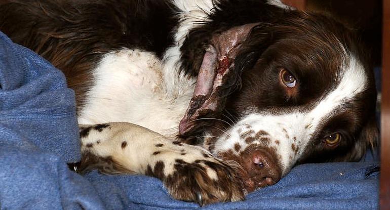 Hunden Pompe, 4, pusat ut efter sin 13-dagar långa pärs ute i skogen. Hans långa, yviga öra fastande i ett stängsel och fick skäras loss.