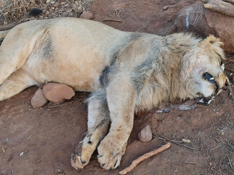 Ett av lejonen som hittades dödad.