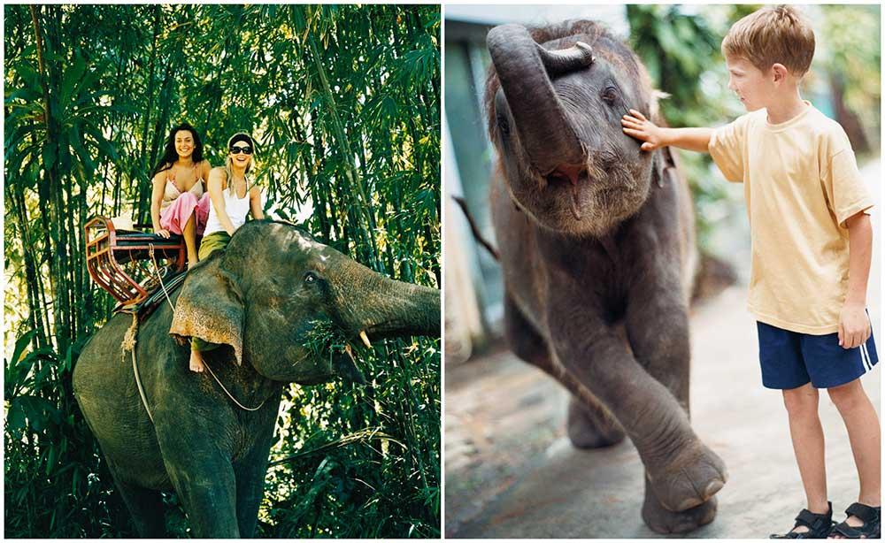 Nu blir det förbjudet att rida på elefanter i Chiang Mai i Thailand.