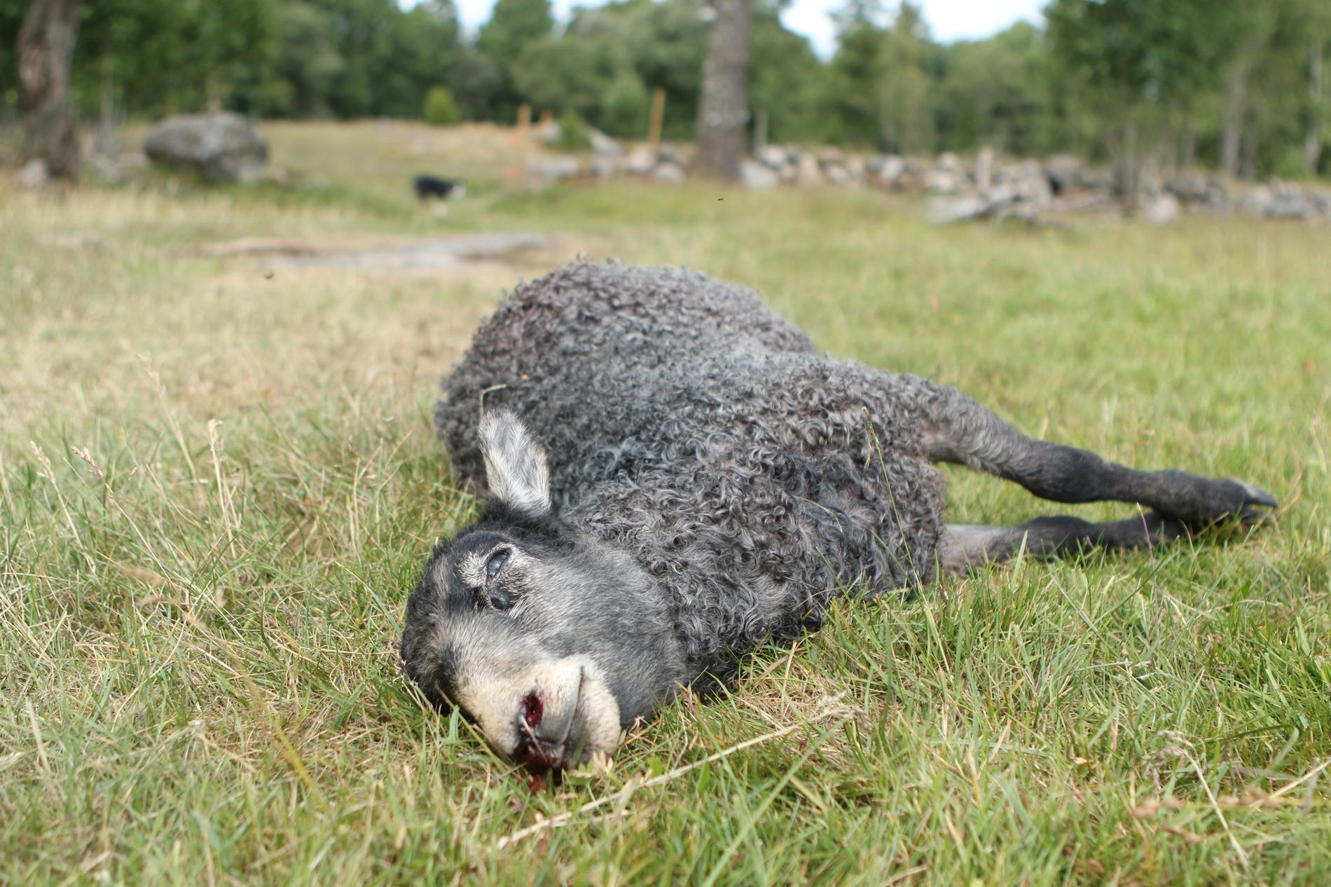 Ungefär 90 fårindivider har dödats i vargattacker i Sjuhärad och Skaraborg sedan den 1 januari i år.