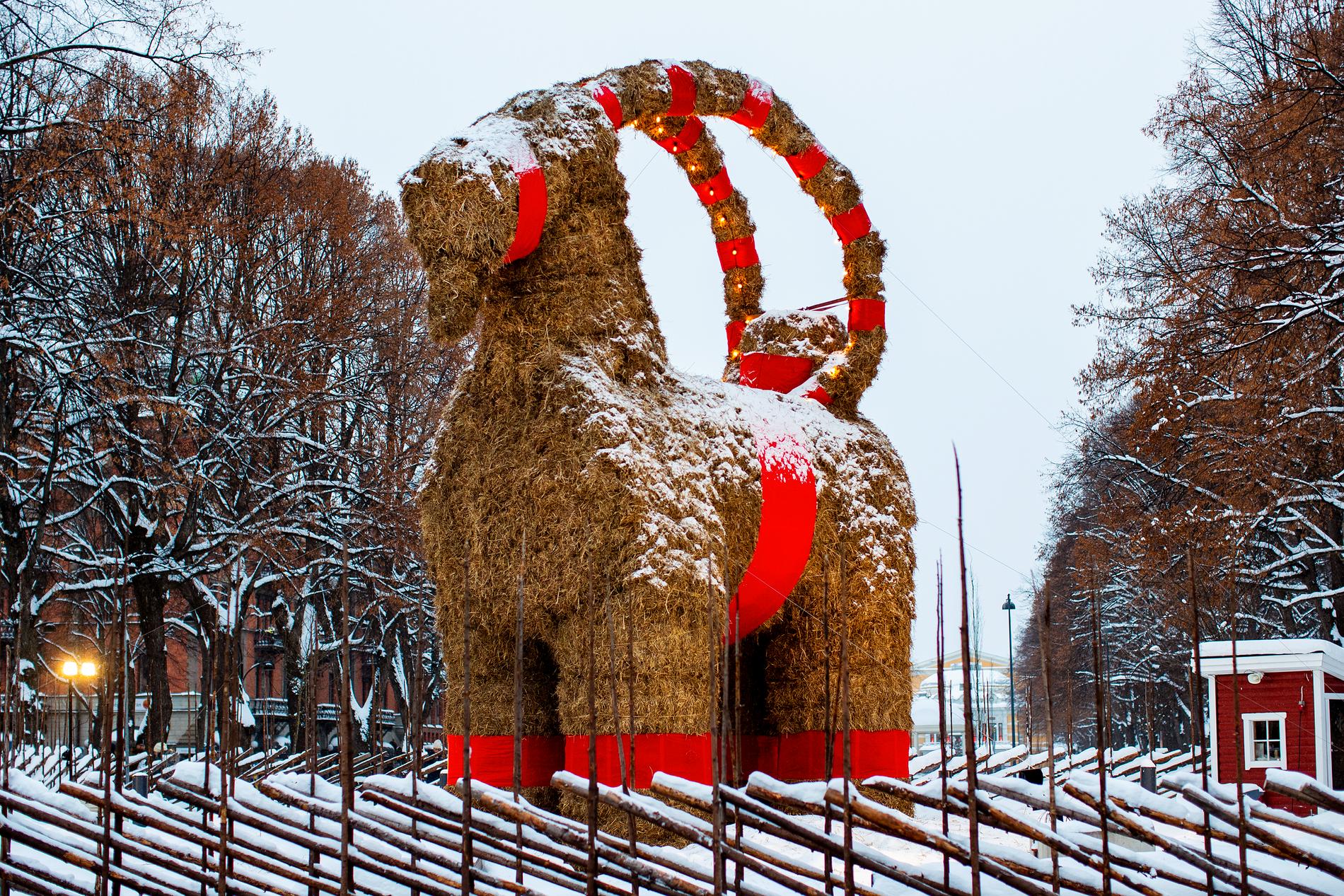 Julbocken i Gävle invigdes officiellt på första advent.