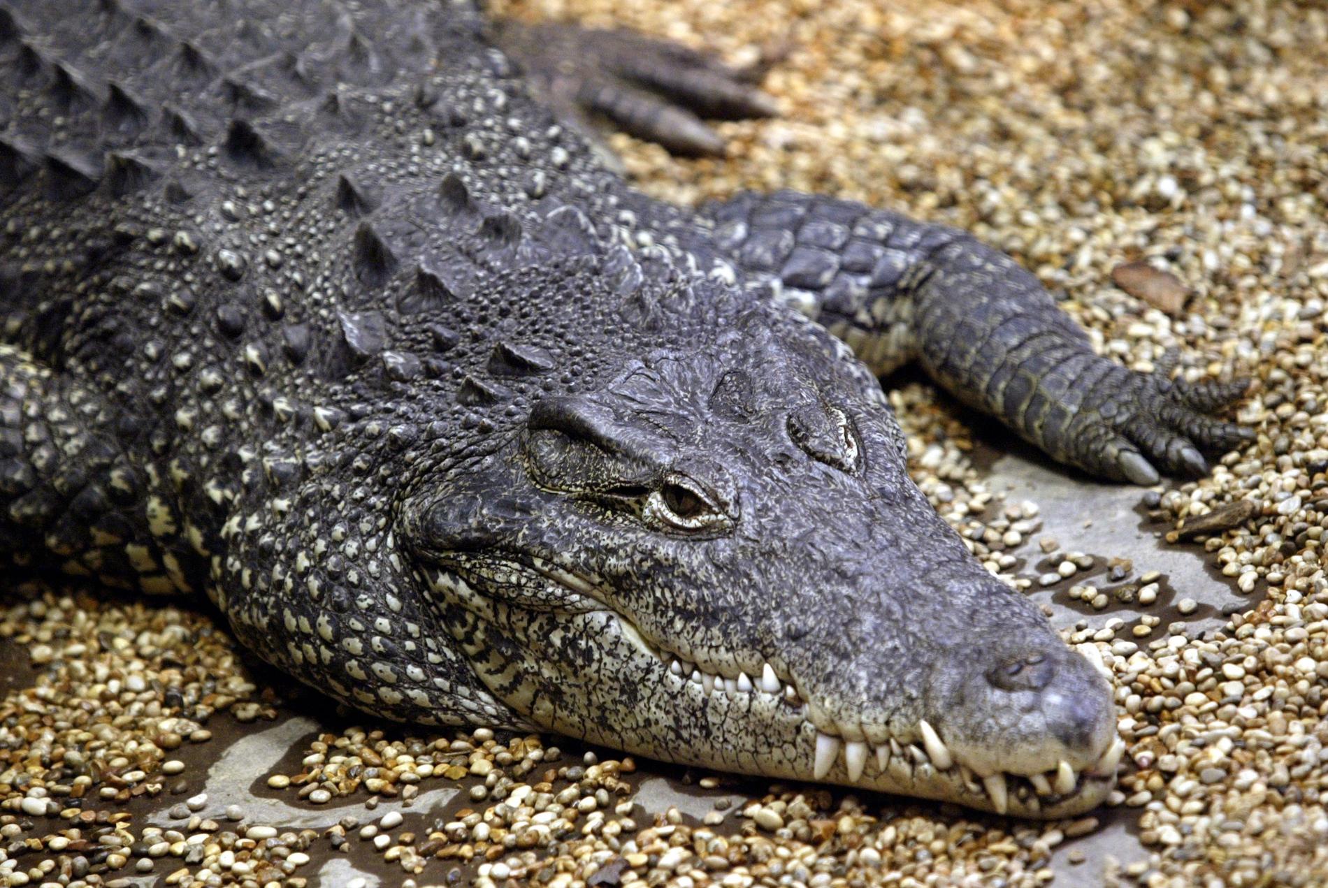 En man blev biten av en krokodil i Skansenakvariet. Arkivbild.