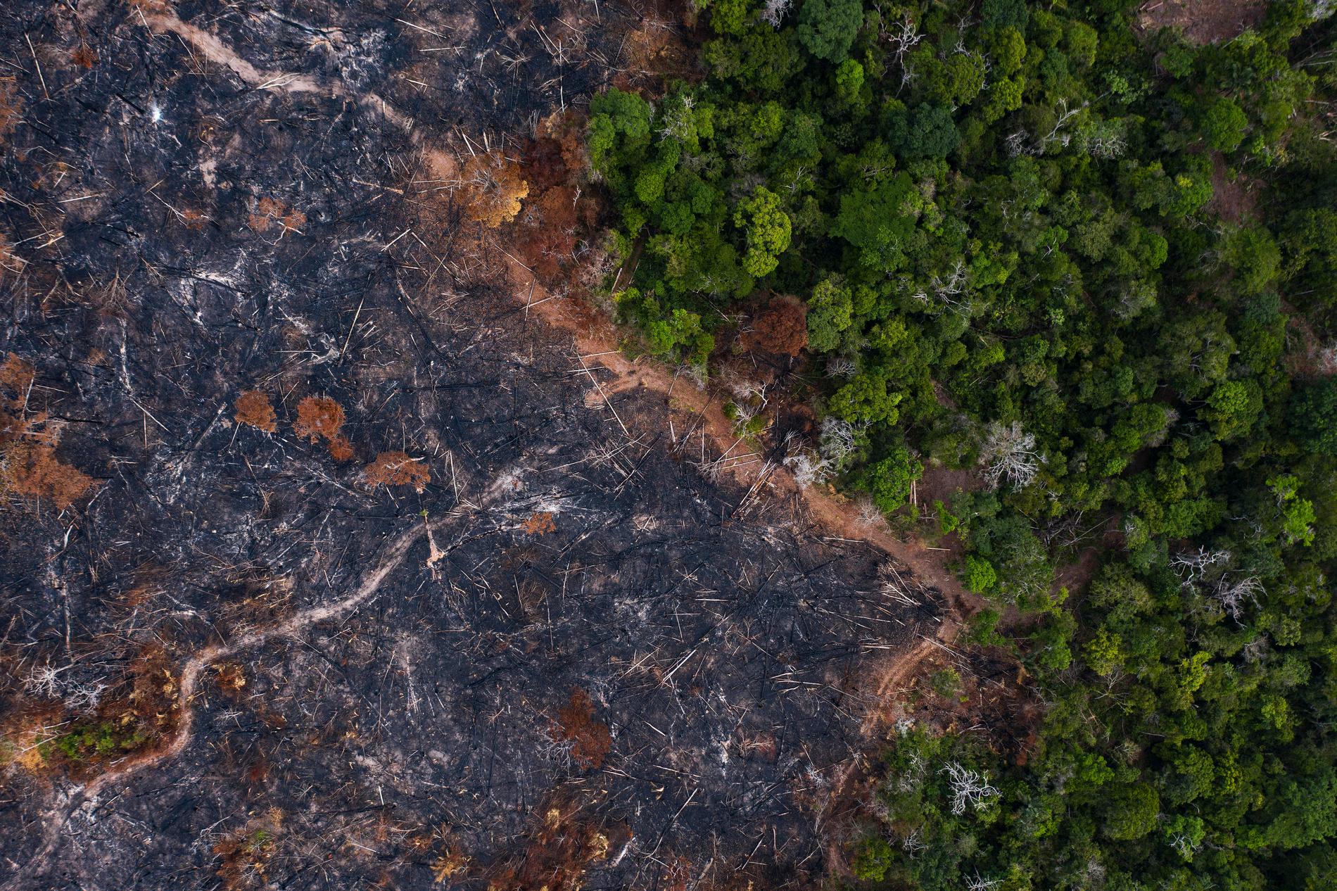 Bränd skog i brasilianska Amazonas. Arkivbild.