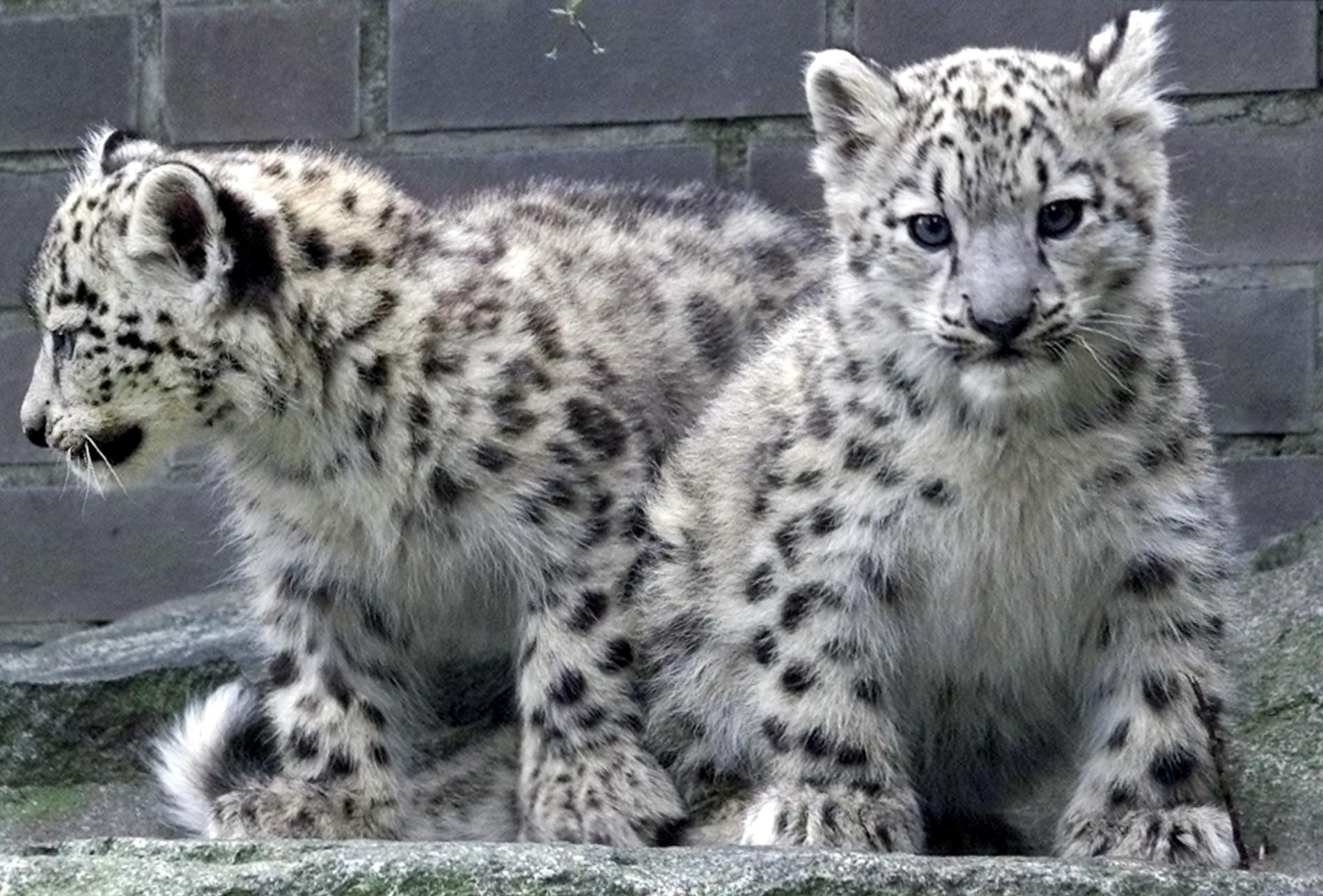 De elva veckor gamla snöleoparderna Sheela och Leila på ett zoo i Berlin.
