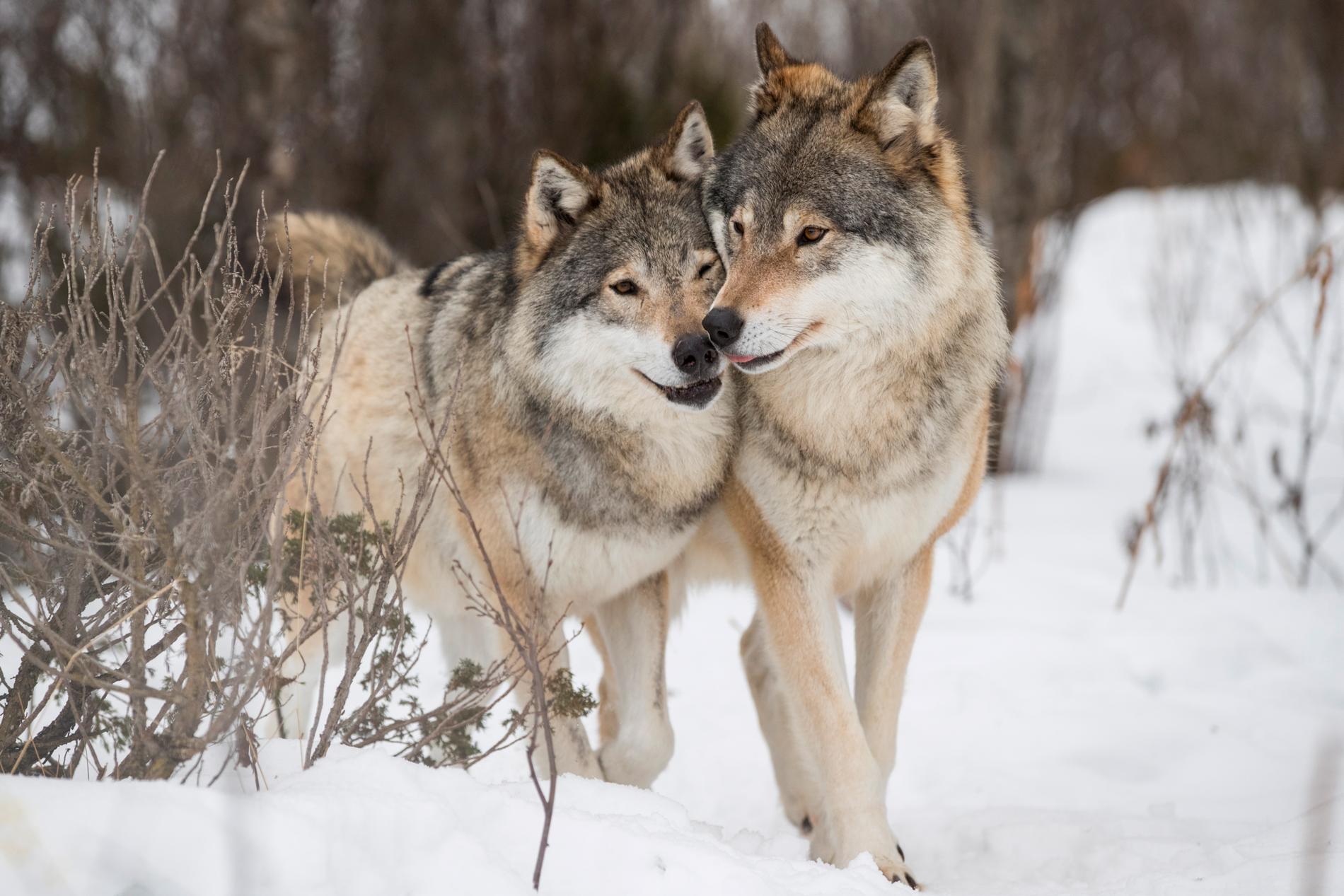 Var femte varg i Sverige försvinner från sina revir. Arkivbild.