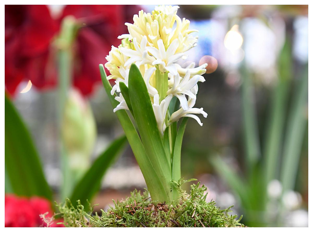 De vita hyacinterna har svagast doft.