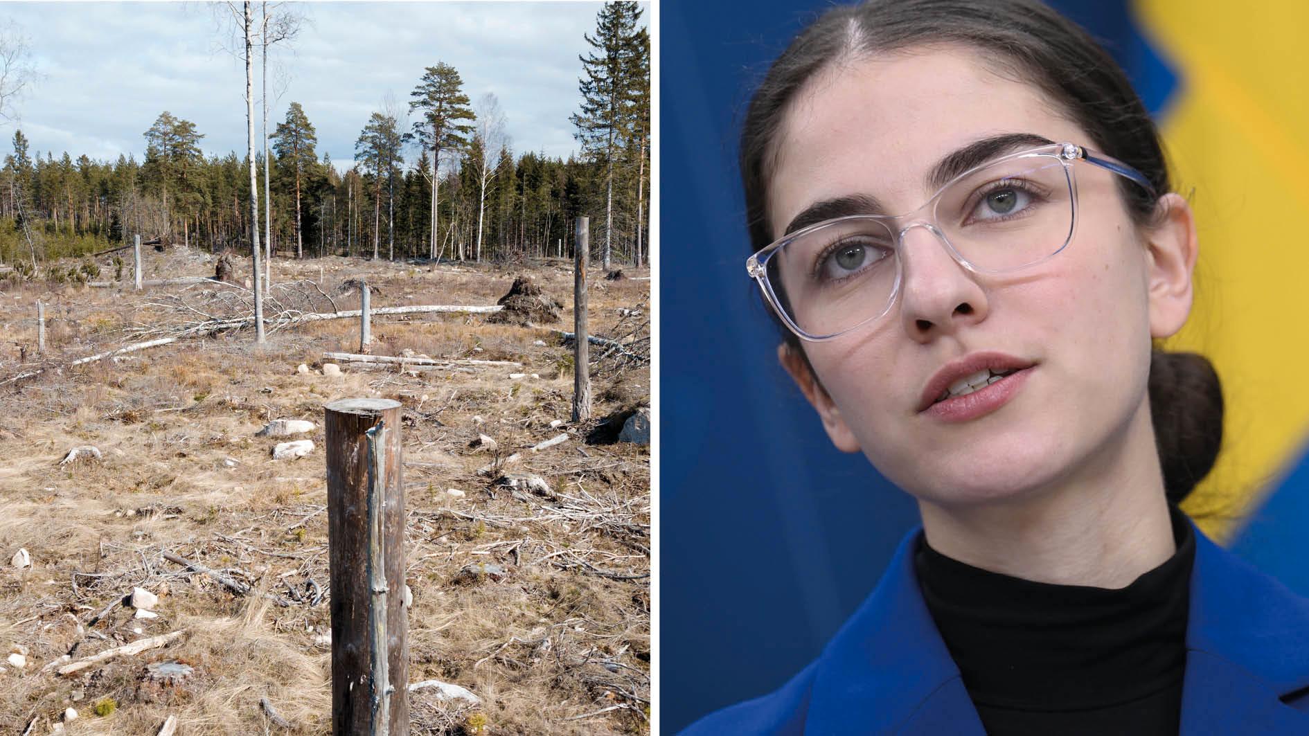 Det finns inte mycket som stöder Romina Pourmoktharis påstående att svenskt skogsbruk är hållbart. Som forskare undrar vi – vad ska vi ha forskning till om ledande politiker i stället väljer att förlita sig på föråldrade och förenklade antaganden, skriver 19 skogsforskare.