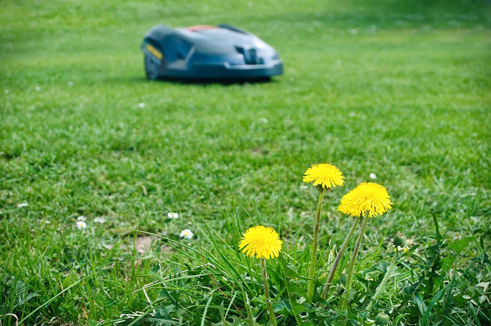 Var tredje person förvarar sin gräsklippare helt olåst i trädgården, enligt en ny undersökning från försäkringsbolaget IF.