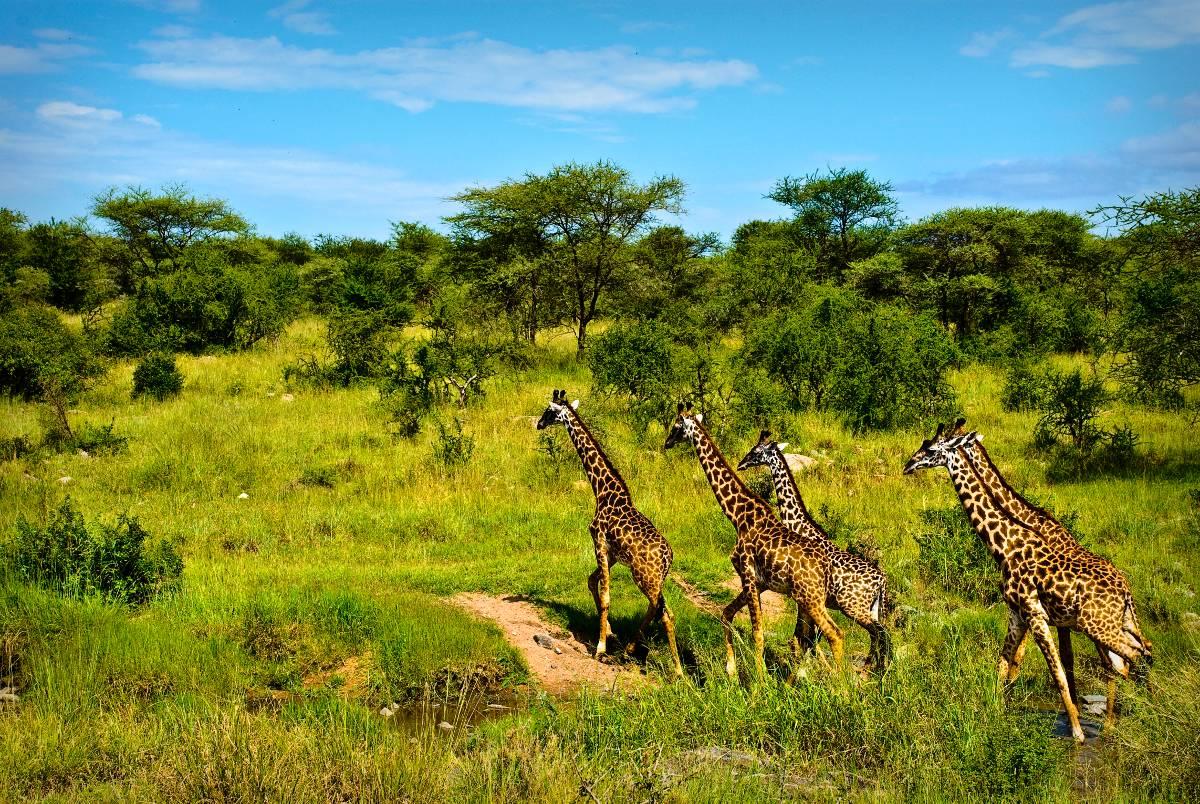 Fritidsresor är ensamma om att flyga charter till Kenya i vinter. Nytt för i år är enveckasresor med safari.
