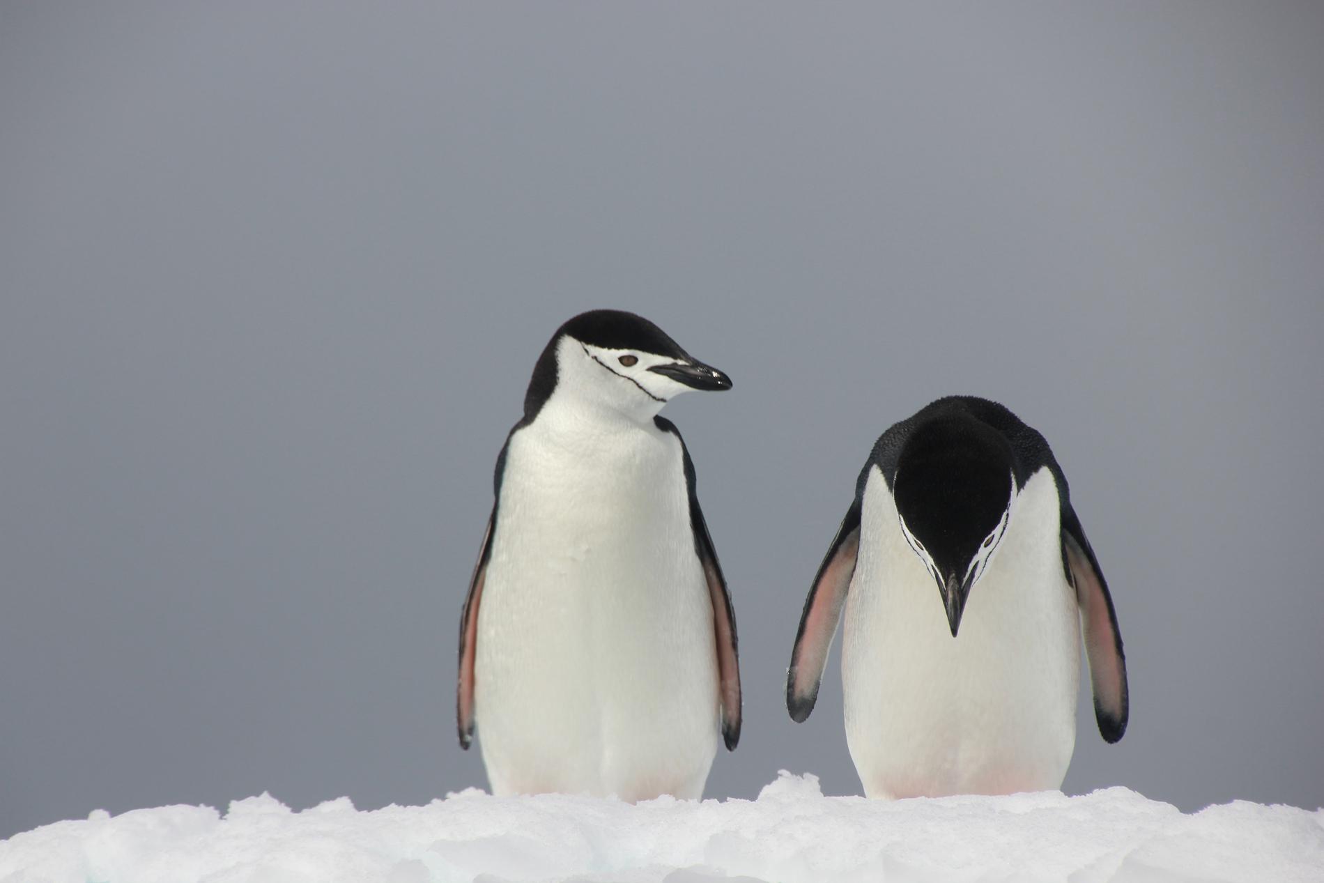 INGEN PINGVINST I DAG HELLER? Besvikelsen var stor på Antarktis när Peter Odeh var framme med kameran. Bildtiteln ”Trubbel i paradiset” säger det mesta.