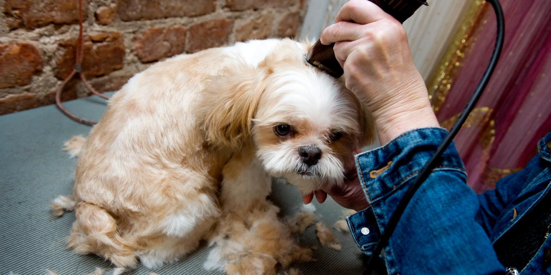 Hund på frisörbesök i en annan del av landet. Arkivbild.