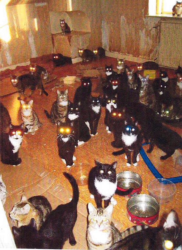 190 katter hittades på gården.
