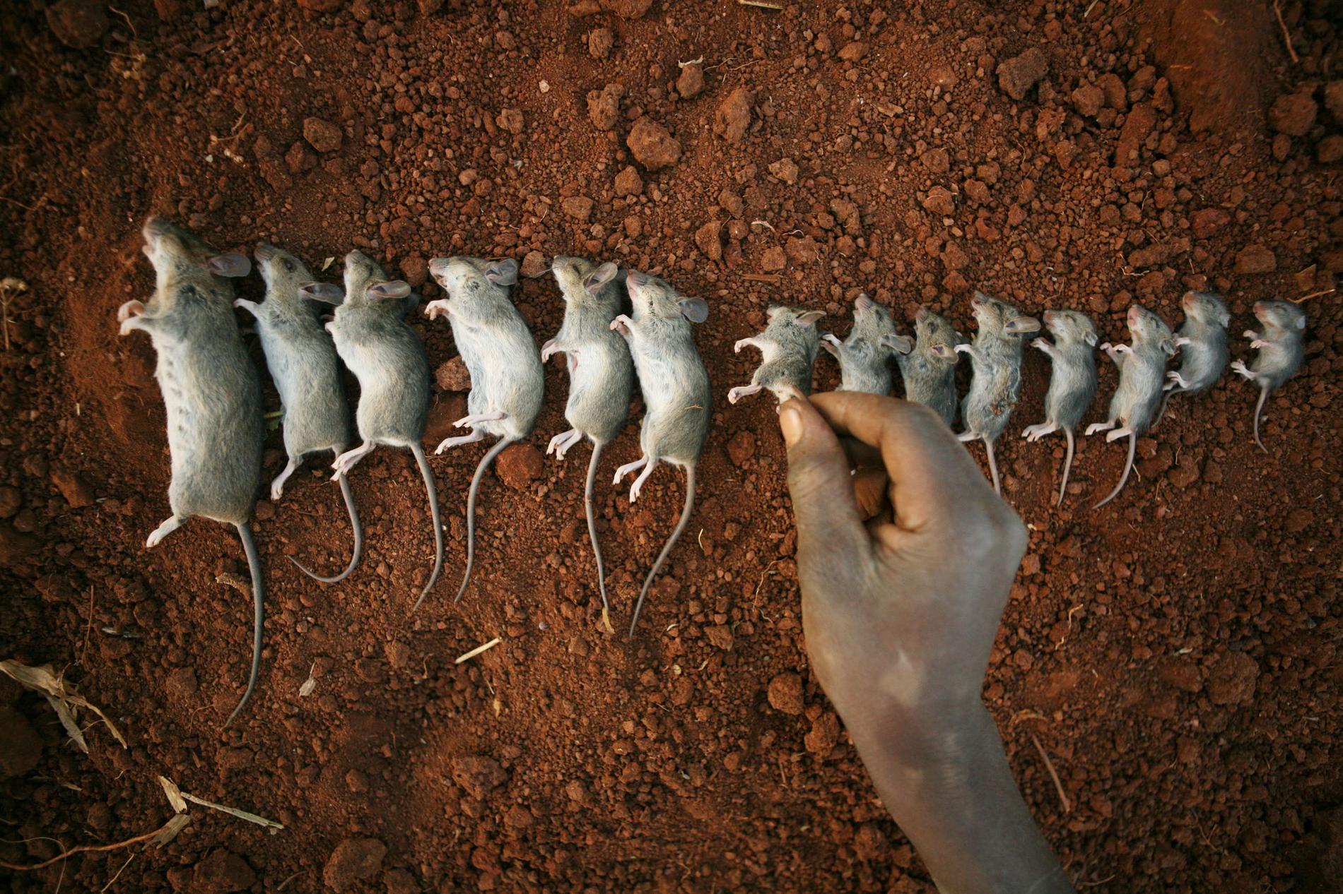 Möss som fångats för att bli människomat i Malawi. Arkivbild.
