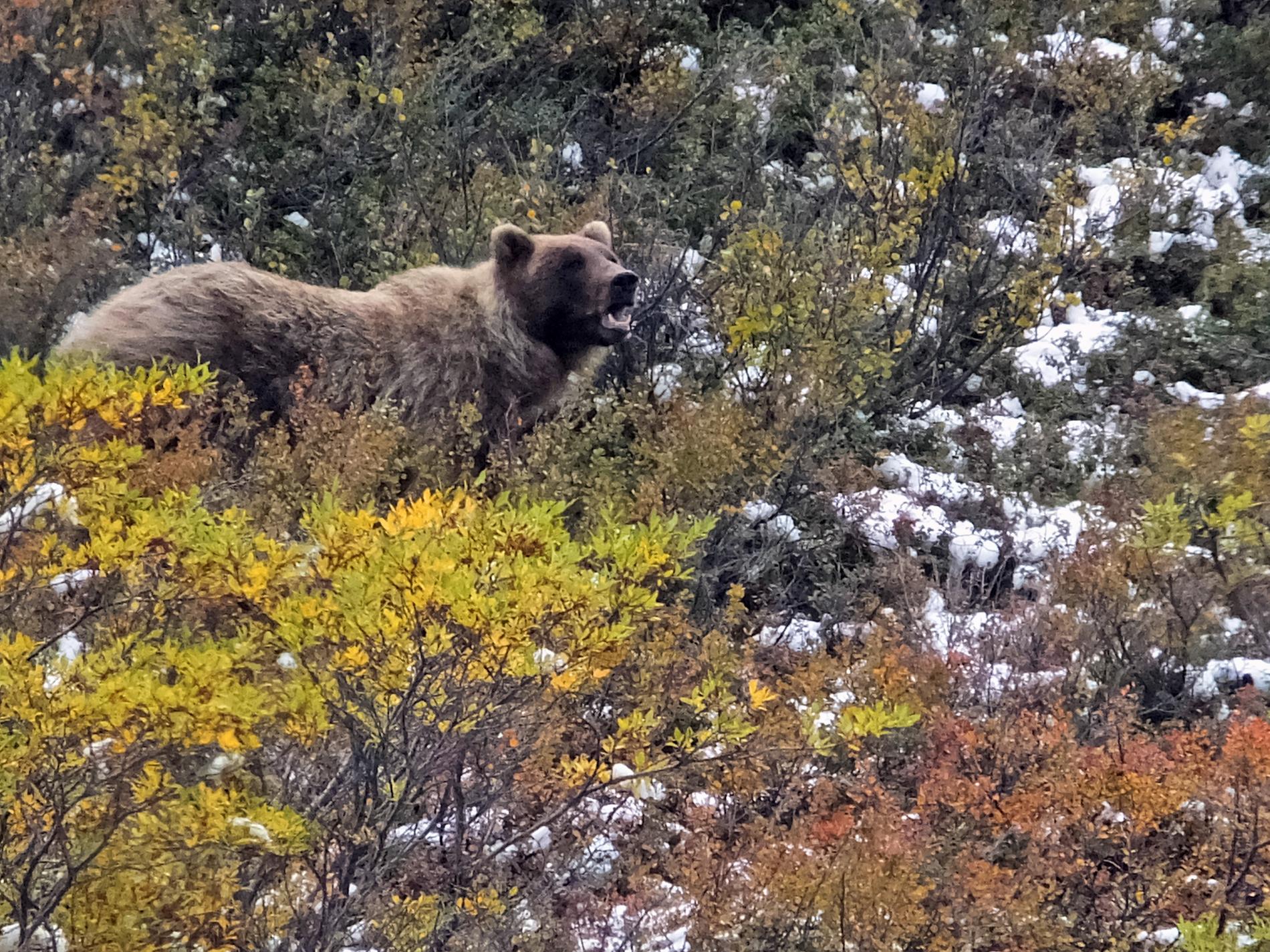 En grizzlybjörn i Alaska, björnen på bilden har inget med texten att göra.