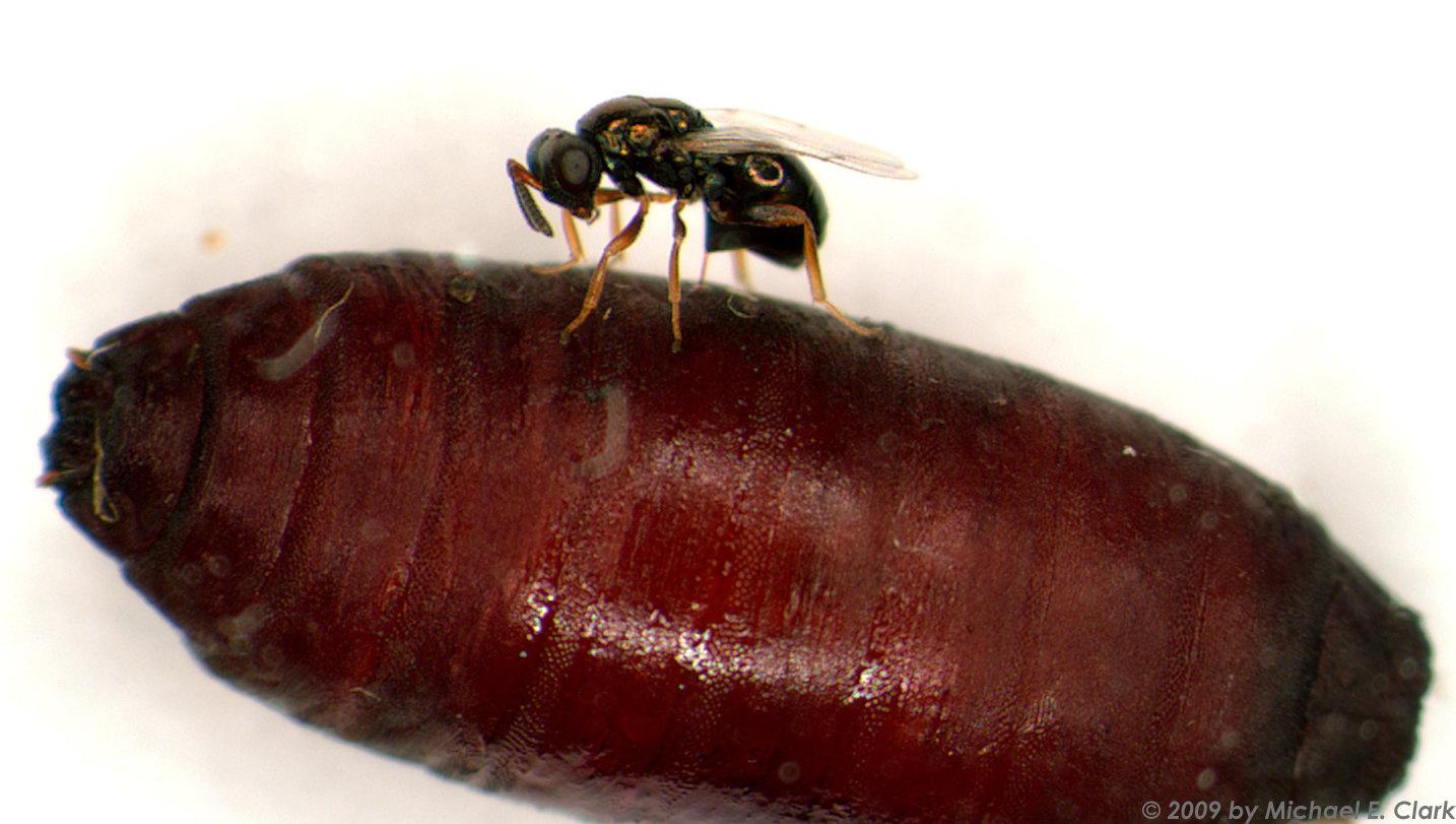 En parasitstekel lägger ägg i en fluga inuti sin puppa.