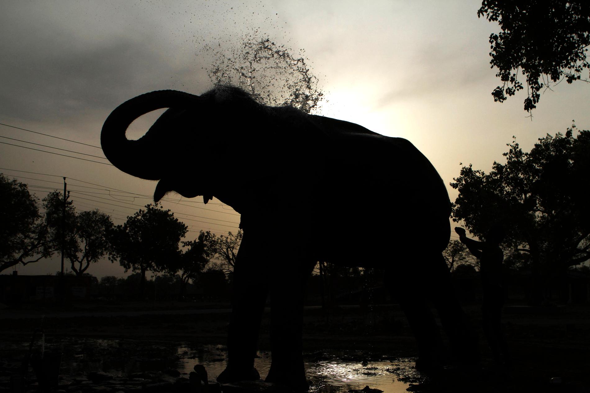 En elefant som dödat fem människor i Indien ska försöka tämjas sedan den fångats in. Arkivbild.