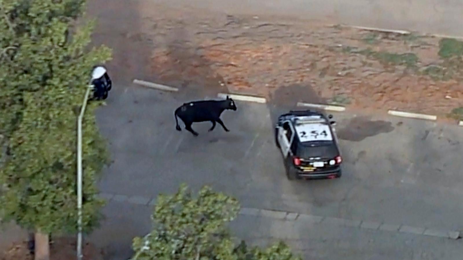En av kossorna på fri fot fångad på en övervakningskamera. 