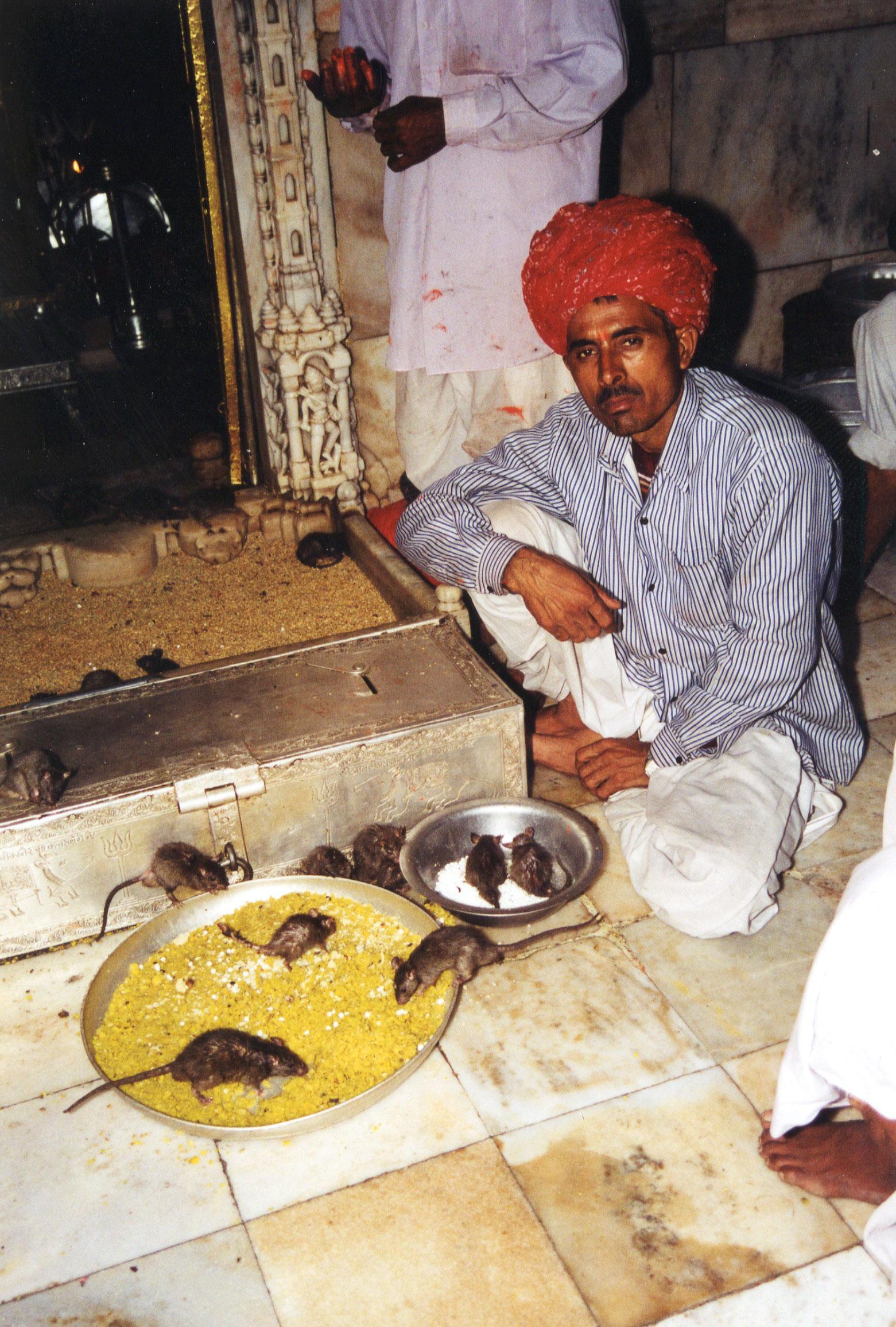Gudinnans råttor i templet i Rajastan i Indien är flera tusen, som matas, tillbedjs och gullas med.