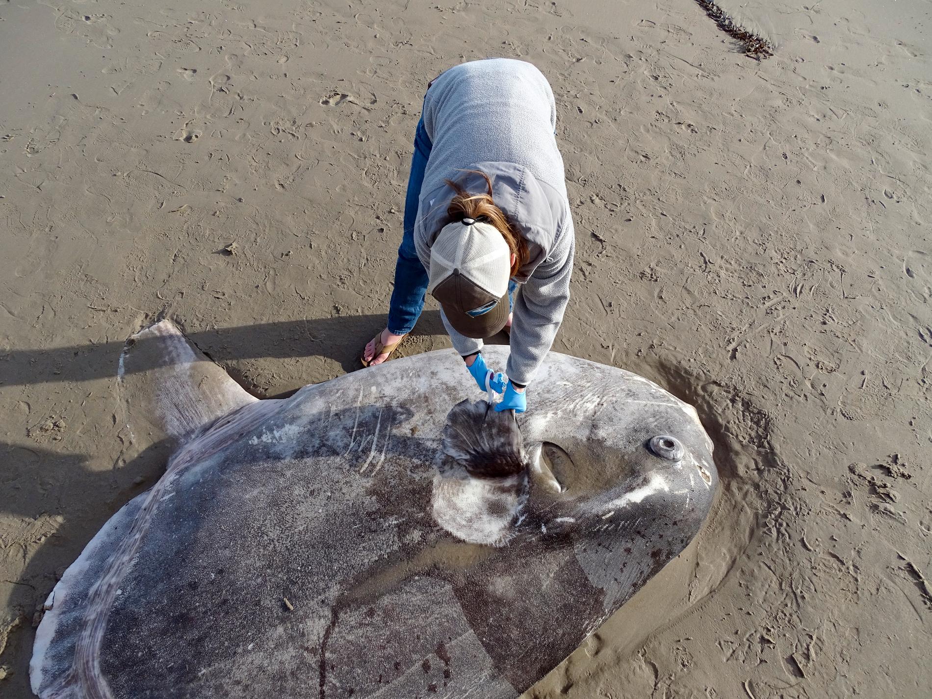 I februari hittades en annan typ av klumpfisk (Mola tecta) på en strand i Kalifornien, USA. Arkivbild.