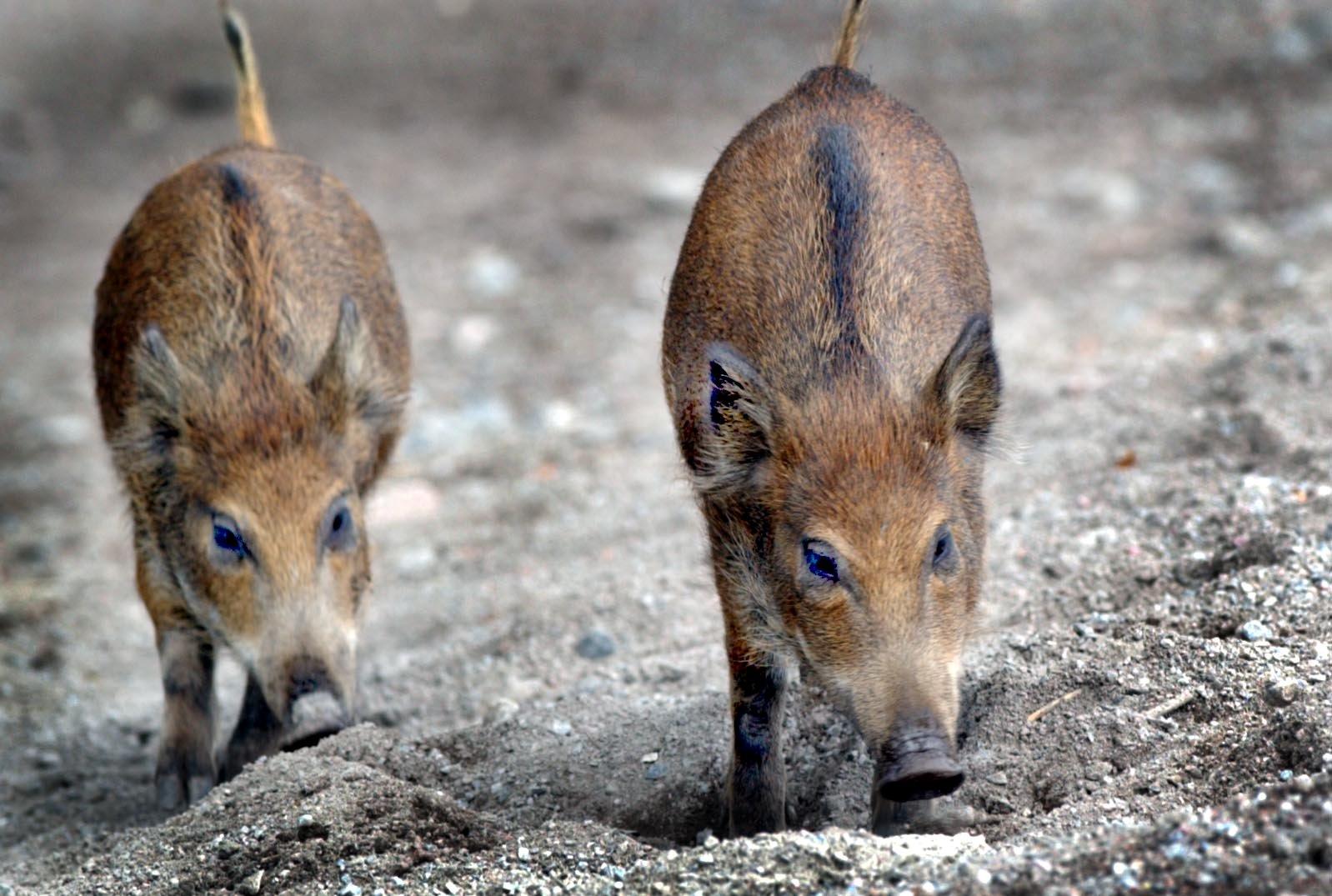 Afrikansk svinpest kan vara dödlig för vildsvin och tama grisar. Arkivbild.