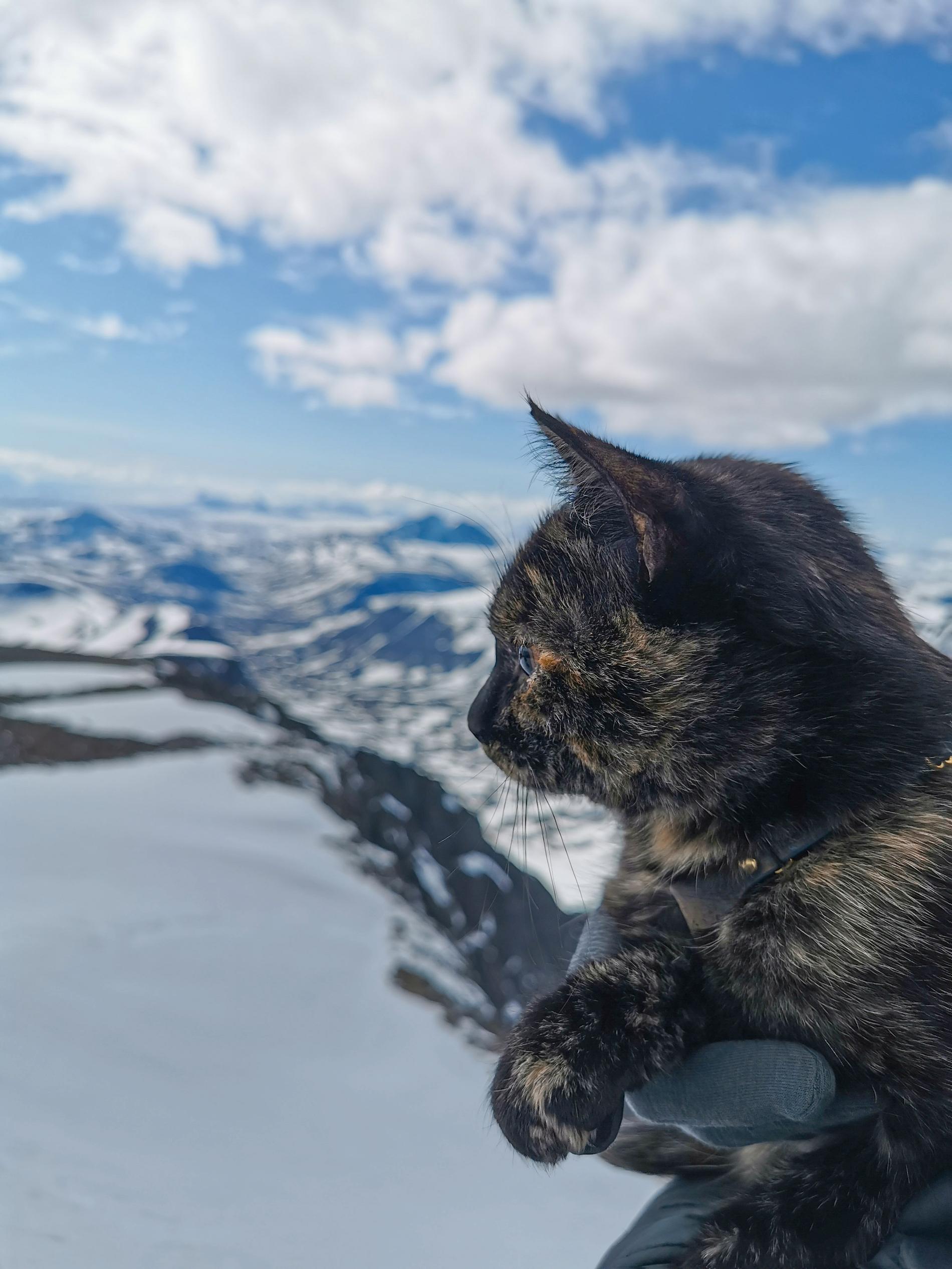 Kattis kollar in utsikten från Sveriges högsta berg.