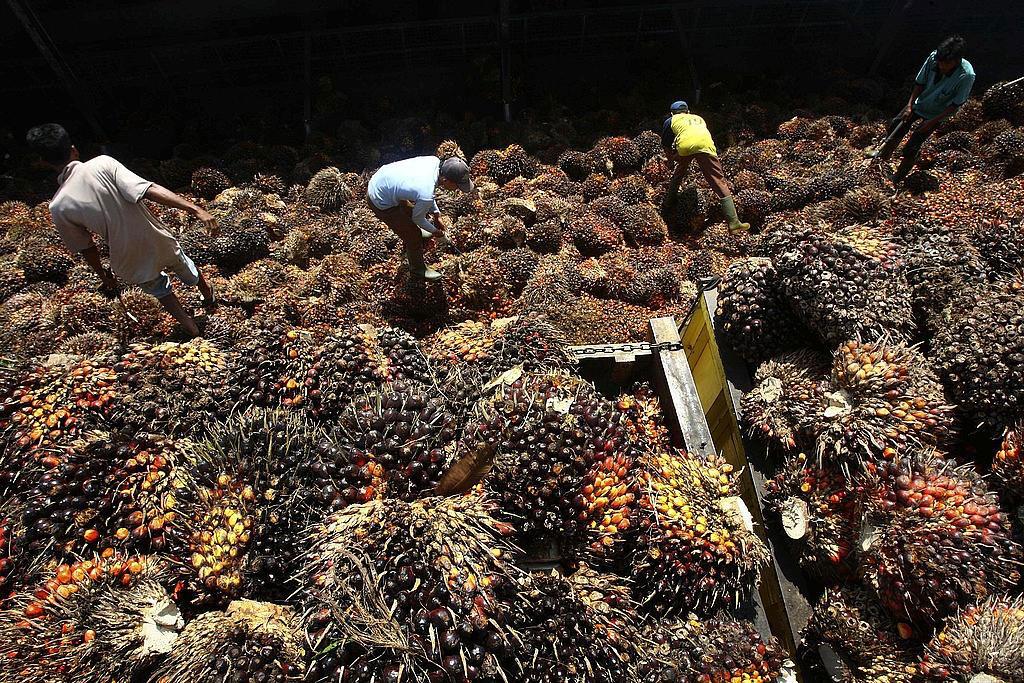Sortering av palmfrukter i Indonesien.