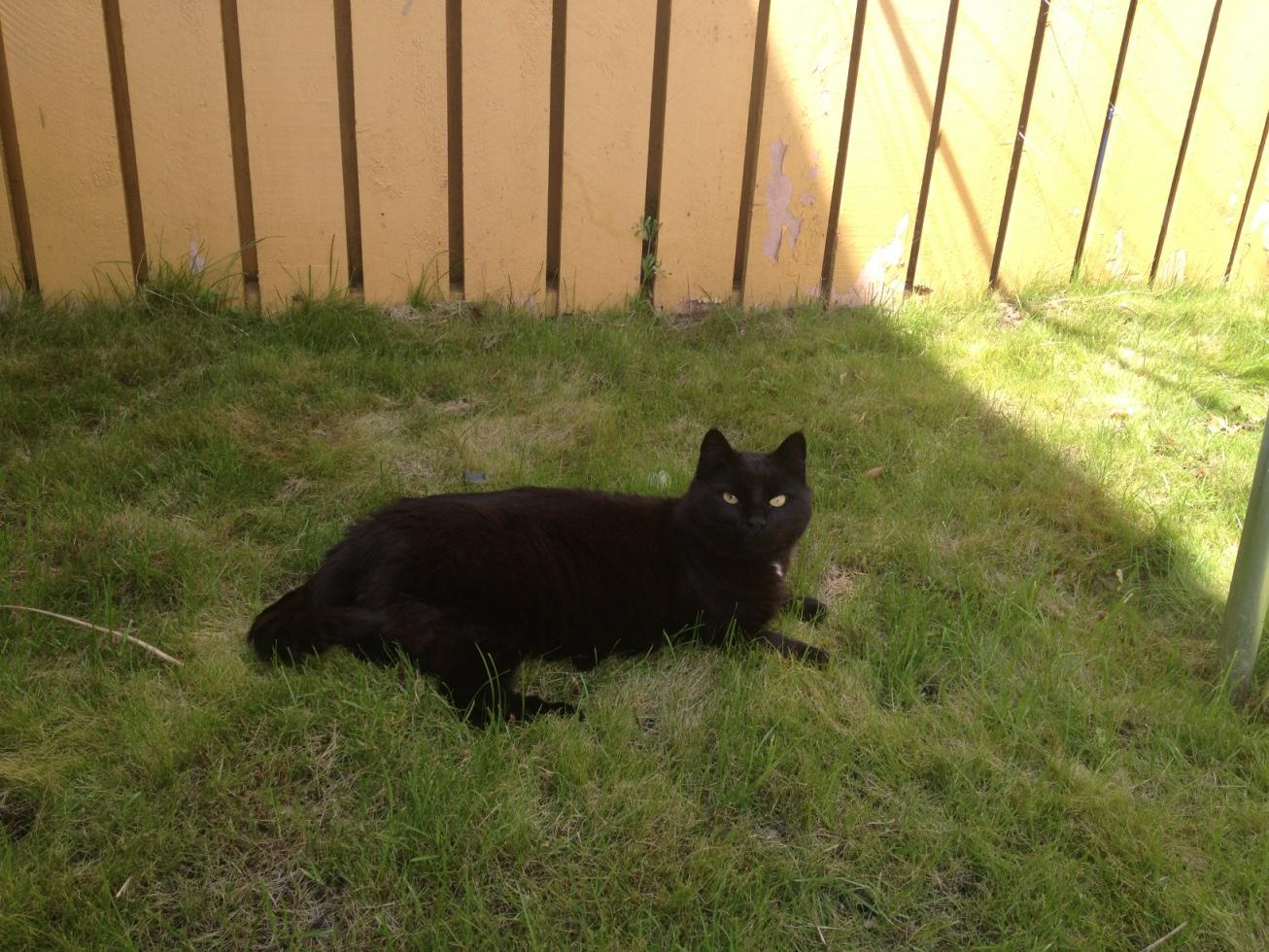Katten njuter av sommaren i gräset.